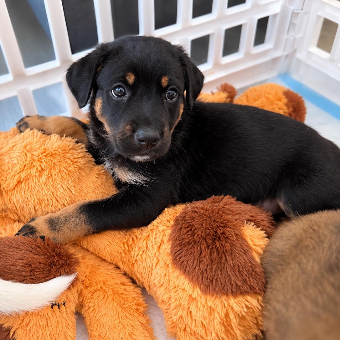 Enlarge Lottie - Sweet Cuddle Bug, Loves Puppy Kisses, Affectionate & Great with Dogs, a Adoptable mixed breed in East Syracuse, NY image 3/4