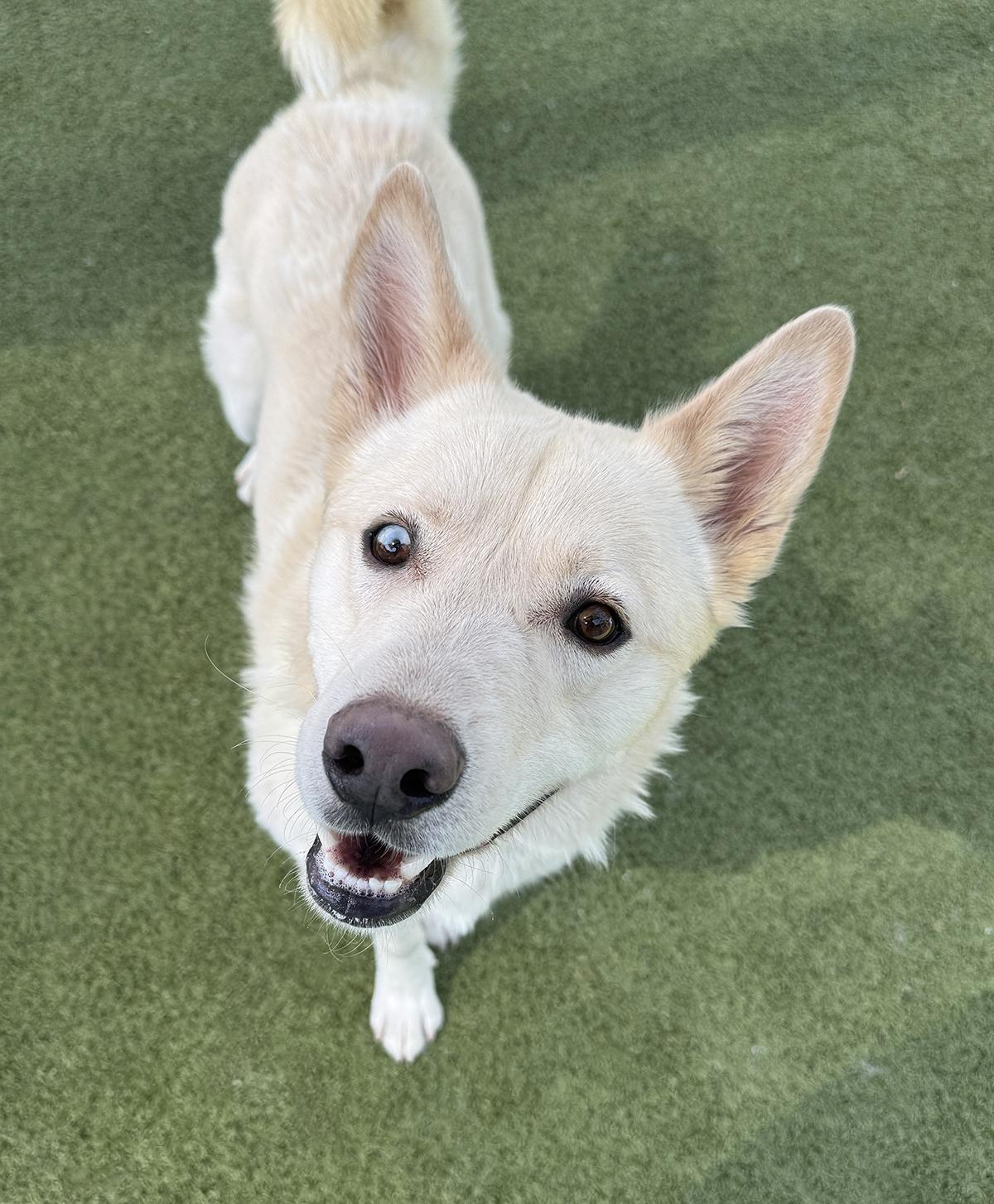 Ricky, ADOPTABLE, Adult Male Siberian Husky & Husky.