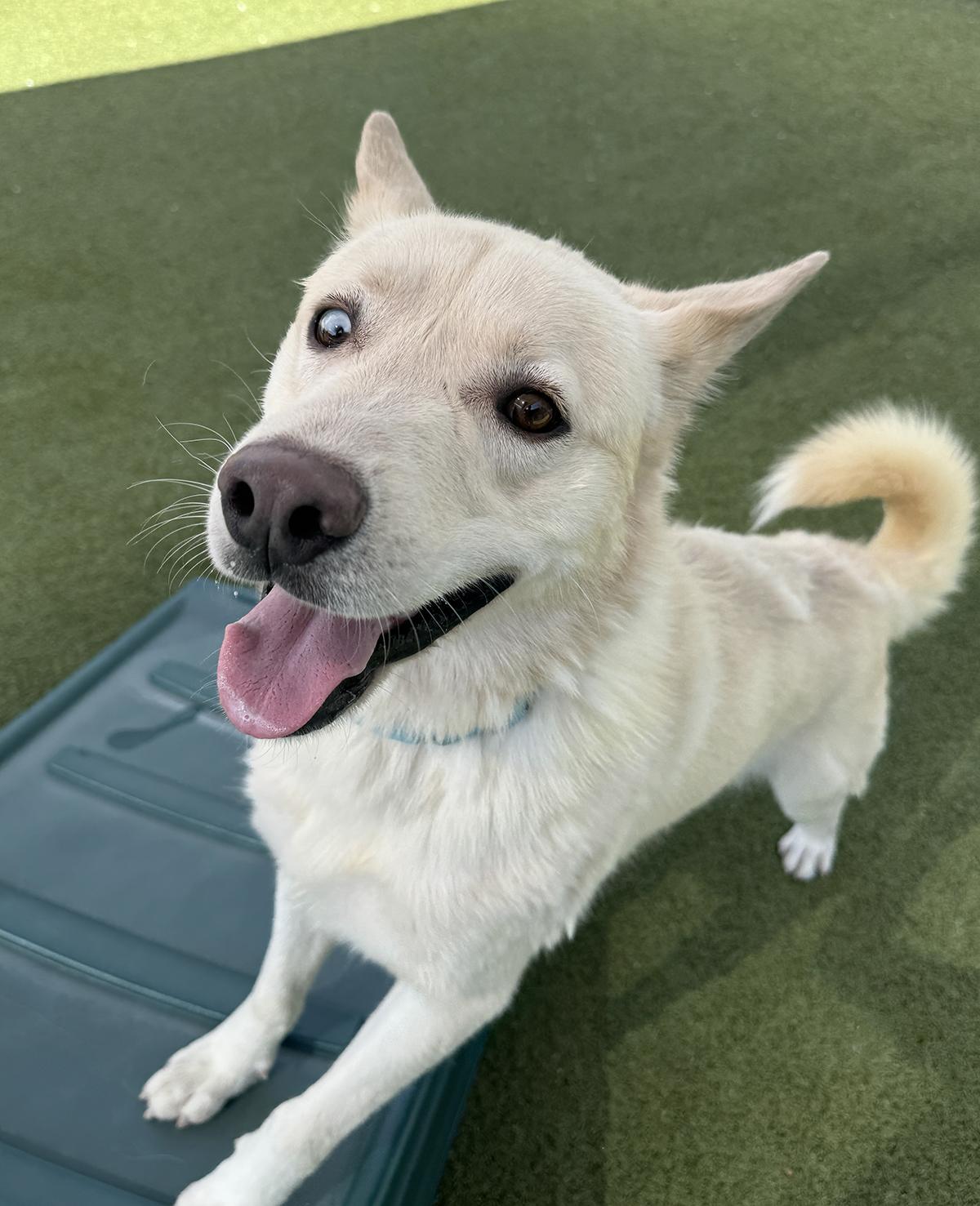Enlarge Ricky, a ADOPTABLE mixed breed in Scottsdale, AZ image 4/6