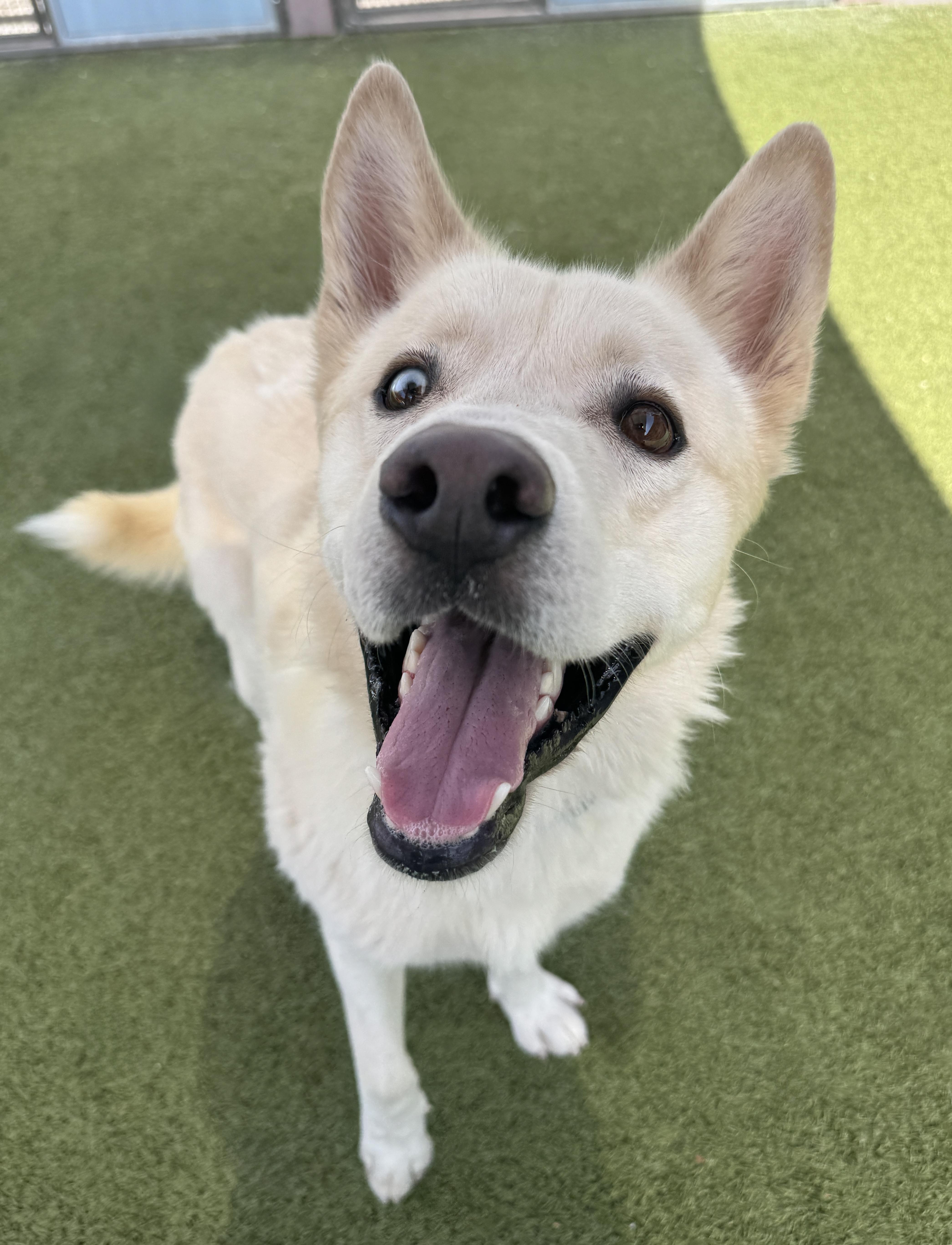 Enlarge Ricky, a ADOPTABLE mixed breed in Scottsdale, AZ image 3/6