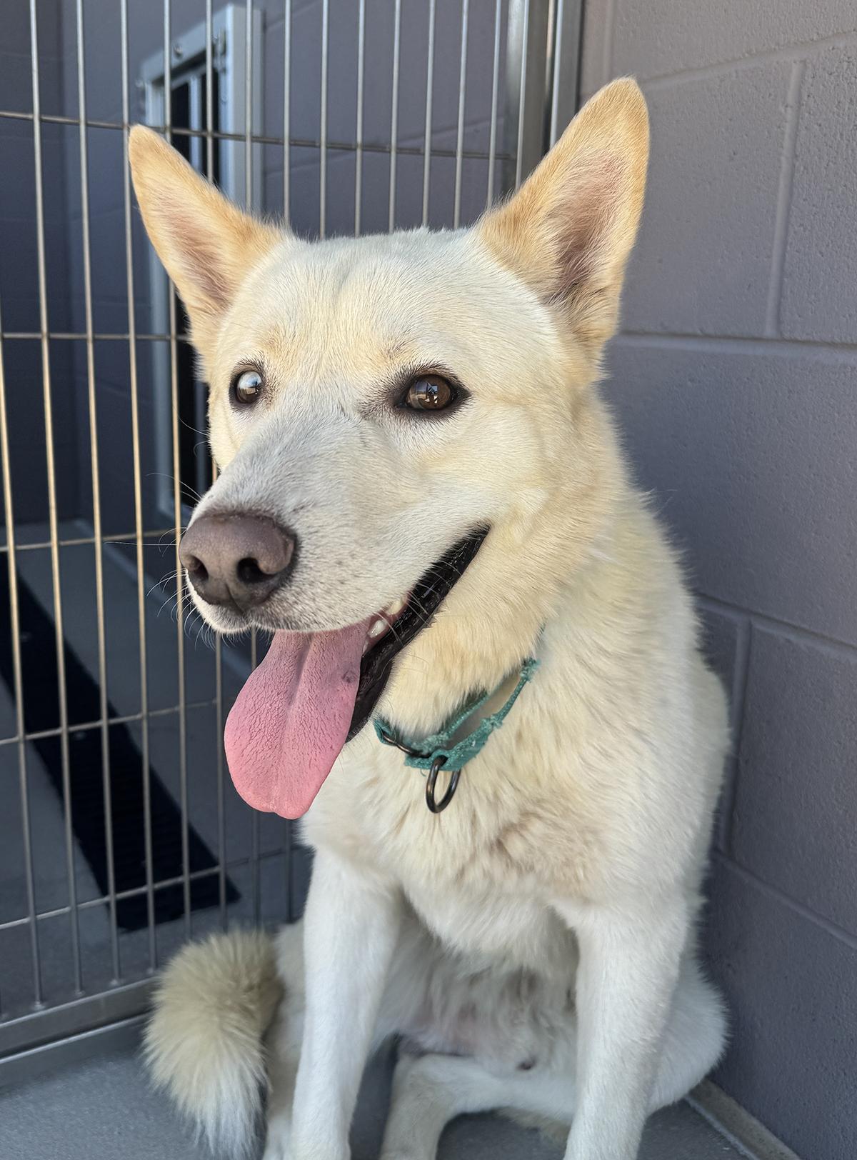 Enlarge Ricky, a ADOPTABLE mixed breed in Scottsdale, AZ image 6/6