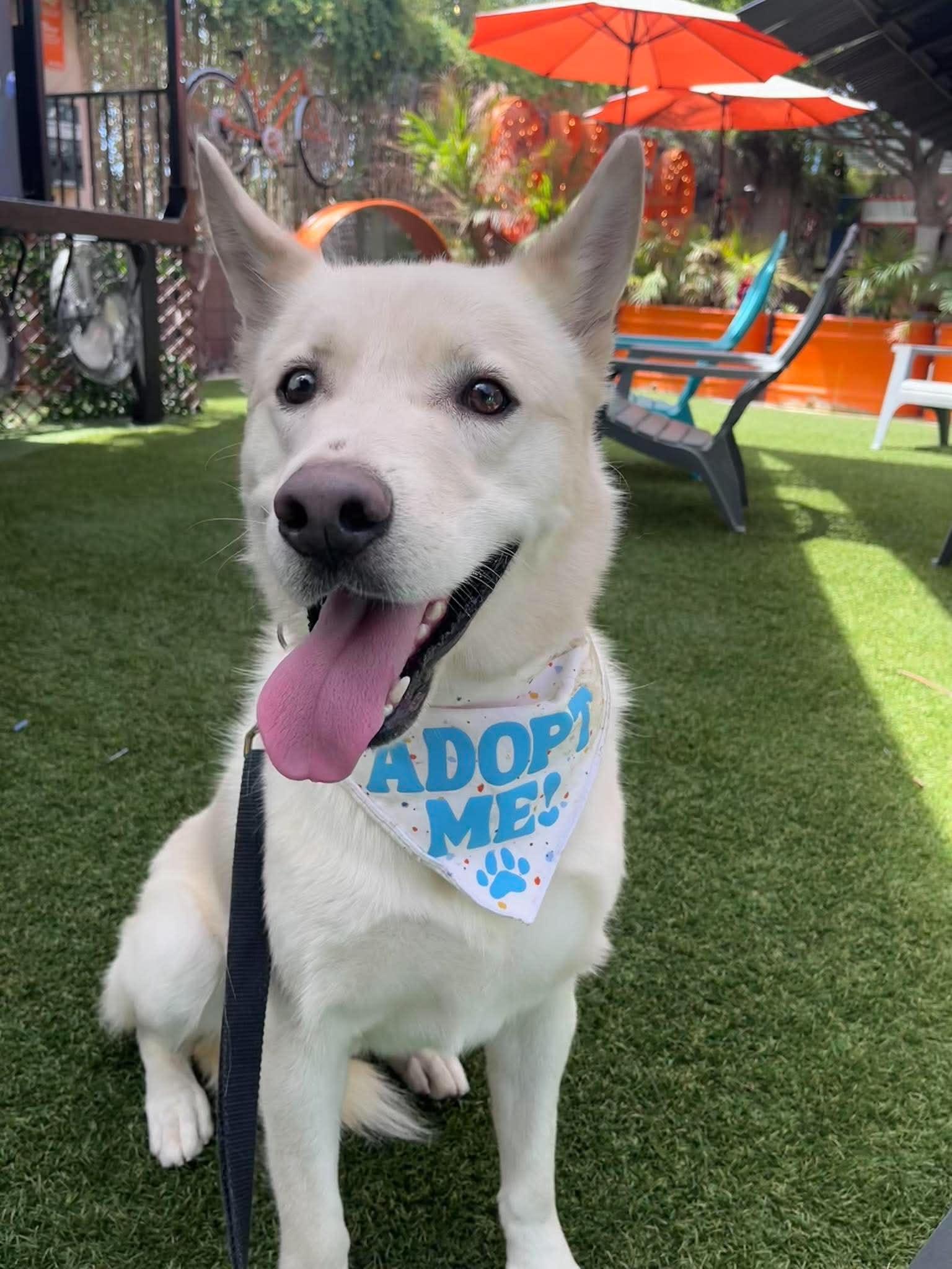 Enlarge Ricky, a ADOPTABLE mixed breed in Scottsdale, AZ image 5/6