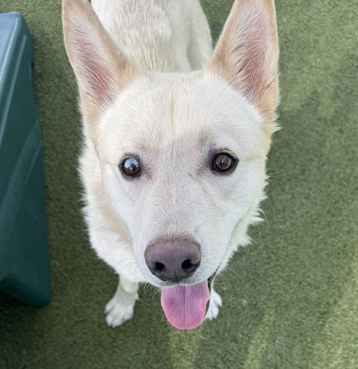 Enlarge Ricky, a ADOPTABLE mixed breed in Scottsdale, AZ image 2/6