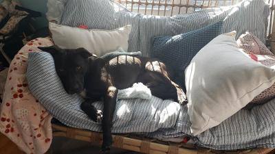 PACO, a Adoptable mixed breed in Far Rockaway, NY image 1/5