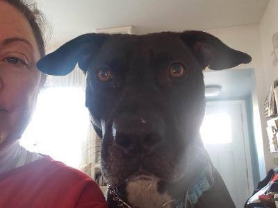 PACO, a Adoptable mixed breed in Far Rockaway, NY image 2/5