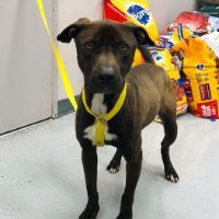 PACO, a Adoptable mixed breed in Far Rockaway, NY image 4/5