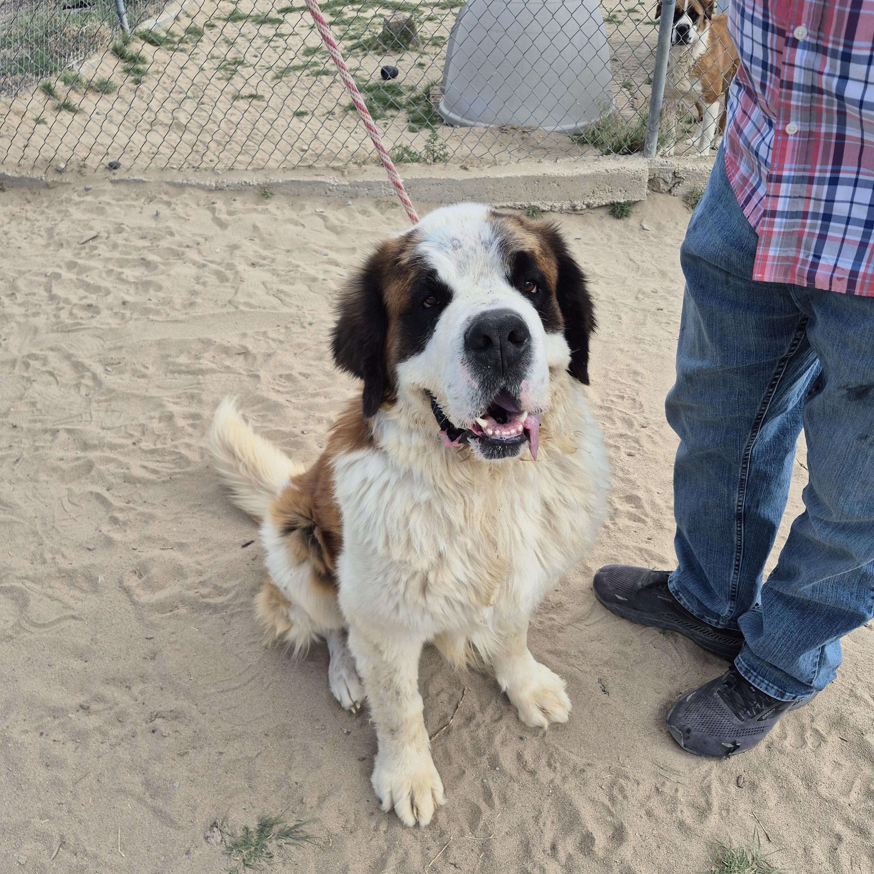 BEAR, ADOPTABLE, Adult Male Saint Bernard.