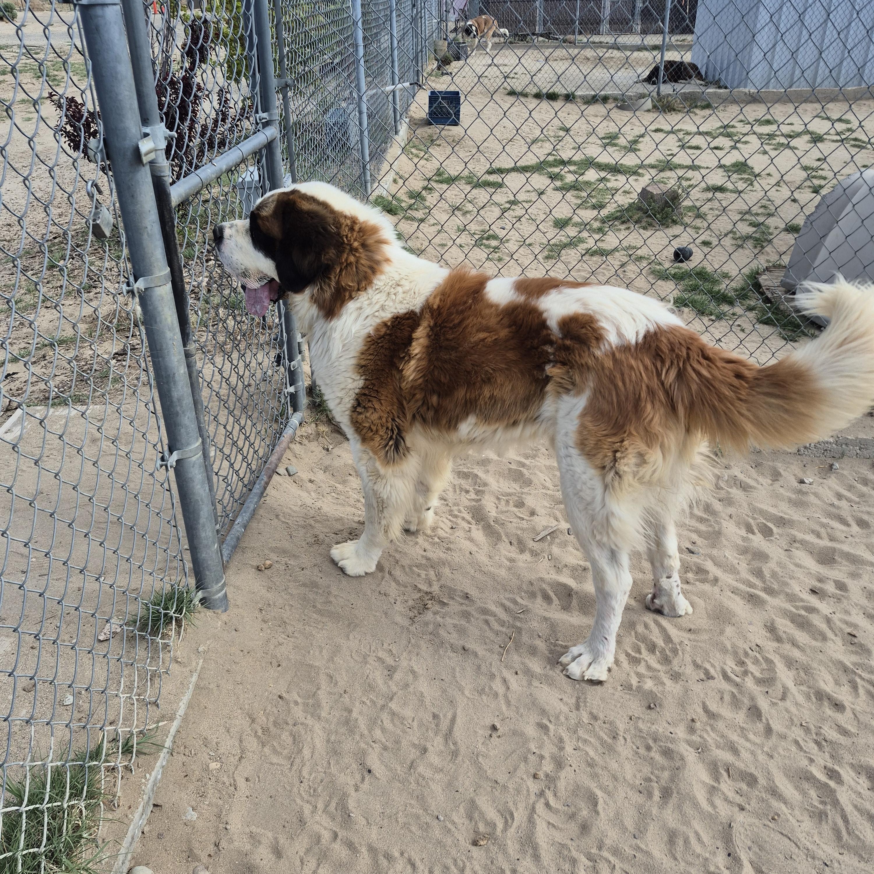 BEAR, a ADOPTABLE Saint Bernard in Sparks, NV image 2/3