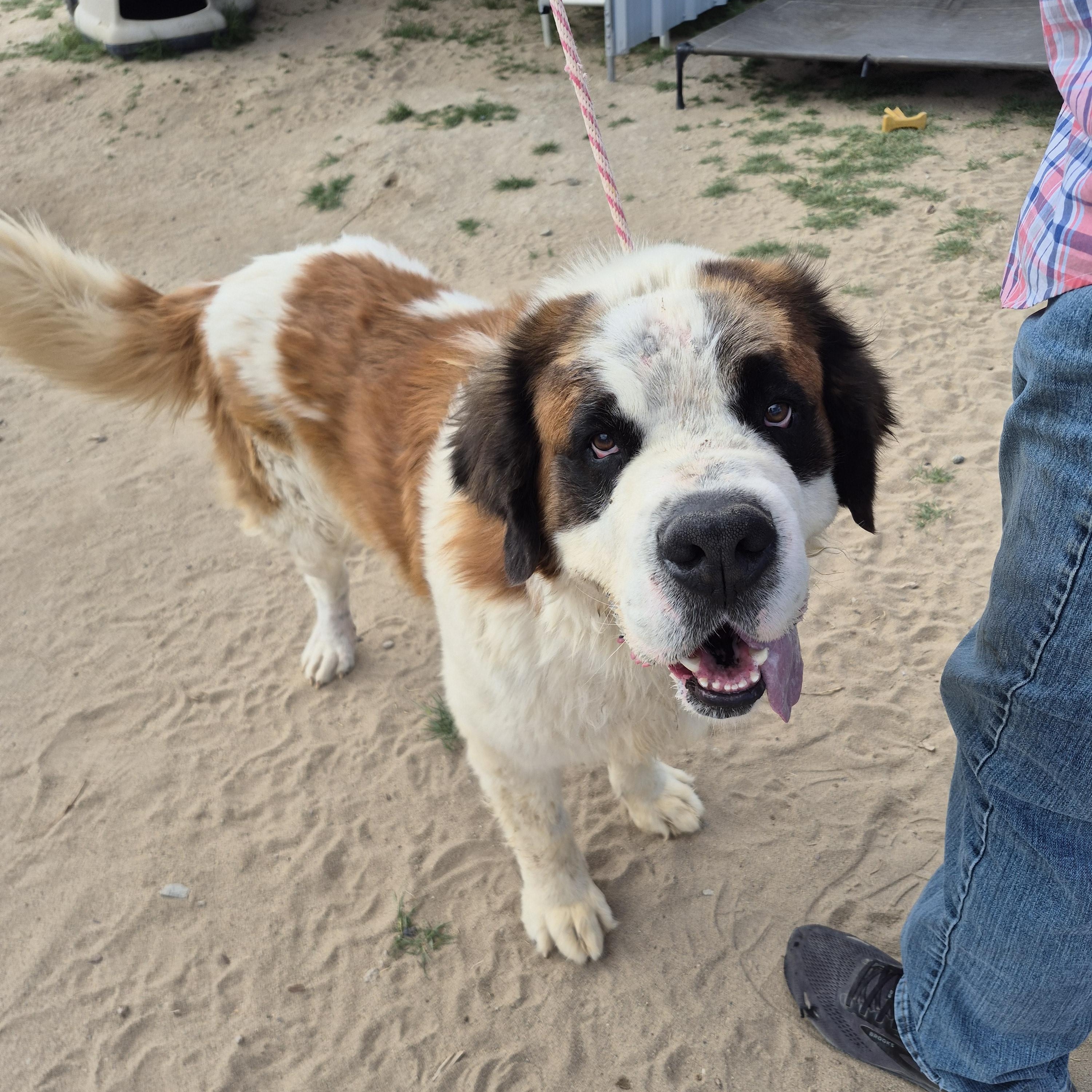 BEAR, a ADOPTABLE Saint Bernard in Sparks, NV image 3/3