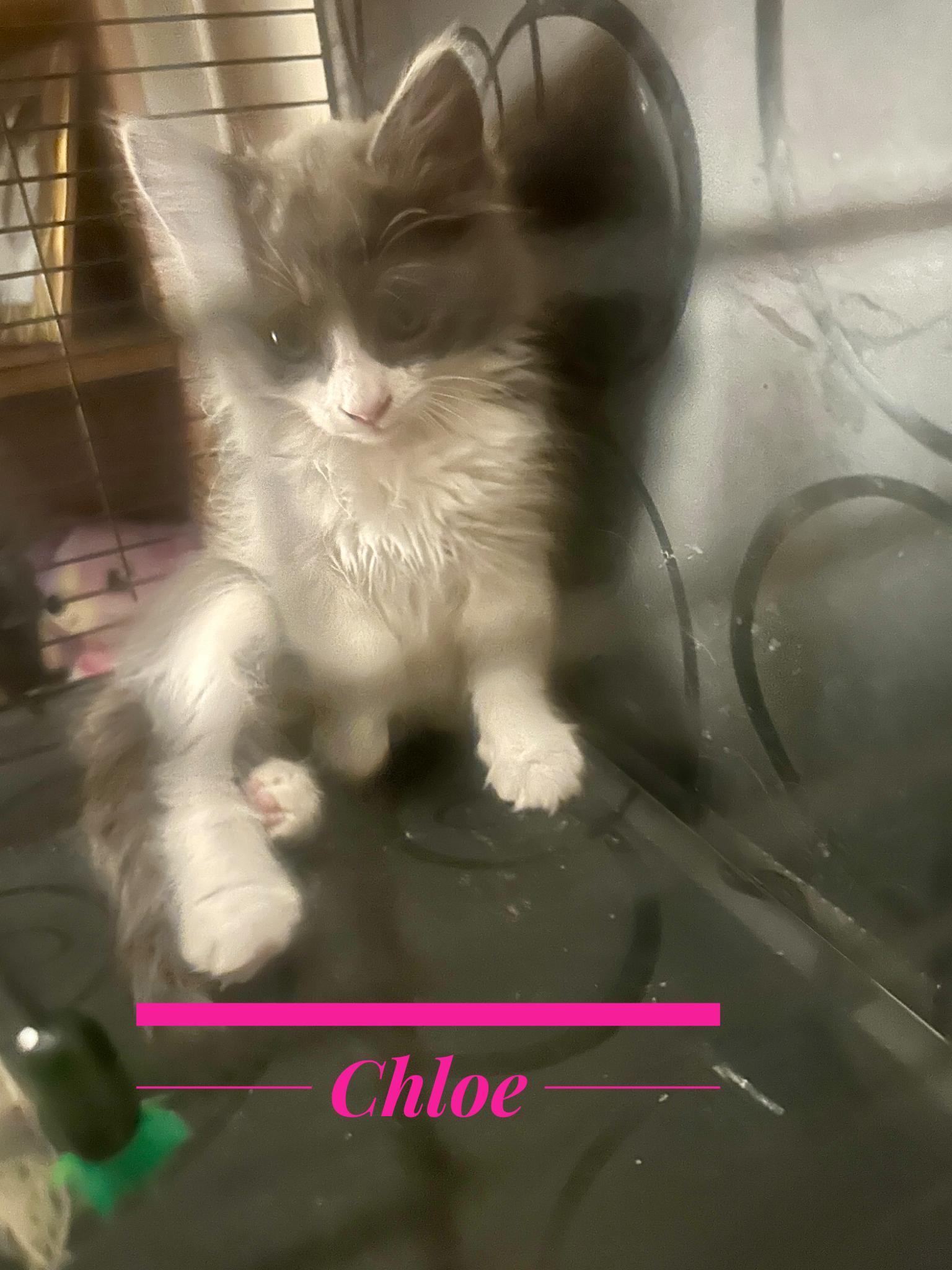 Chloe, Adopted, Kitten Female Domestic Short Hair.