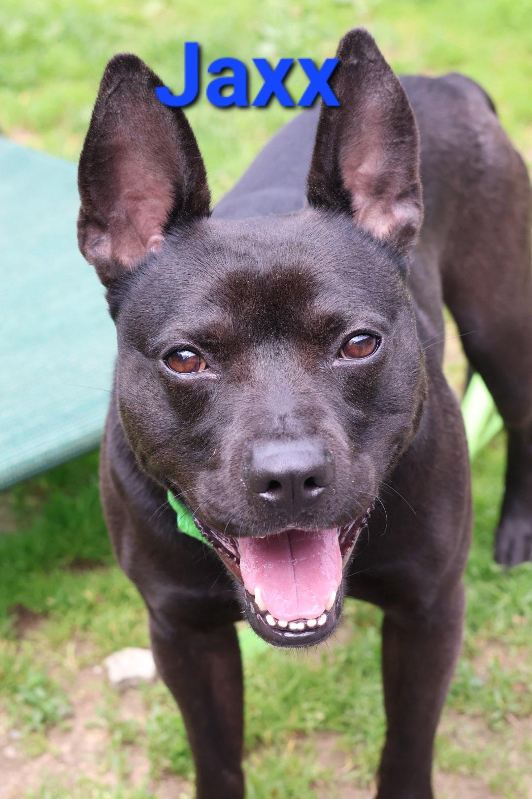 Jaxx, Adult Male unknown