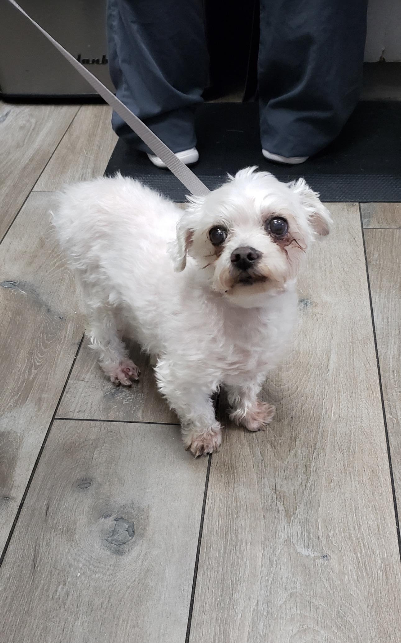 Enlarge Max , a Adoptable Maltese in Del Mar, CA image 1/2