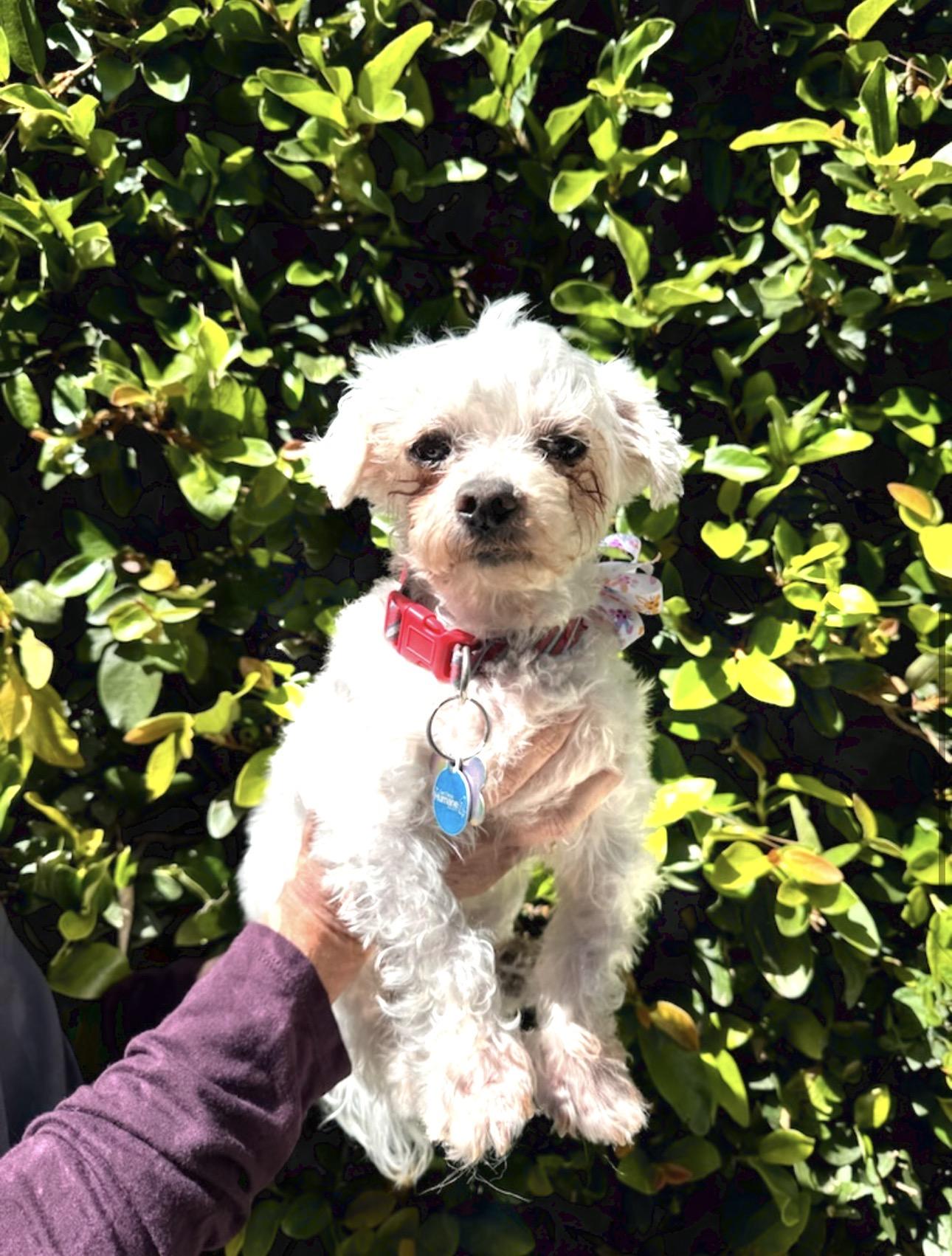 Enlarge Max , a Adoptable Maltese in Del Mar, CA image 2/2