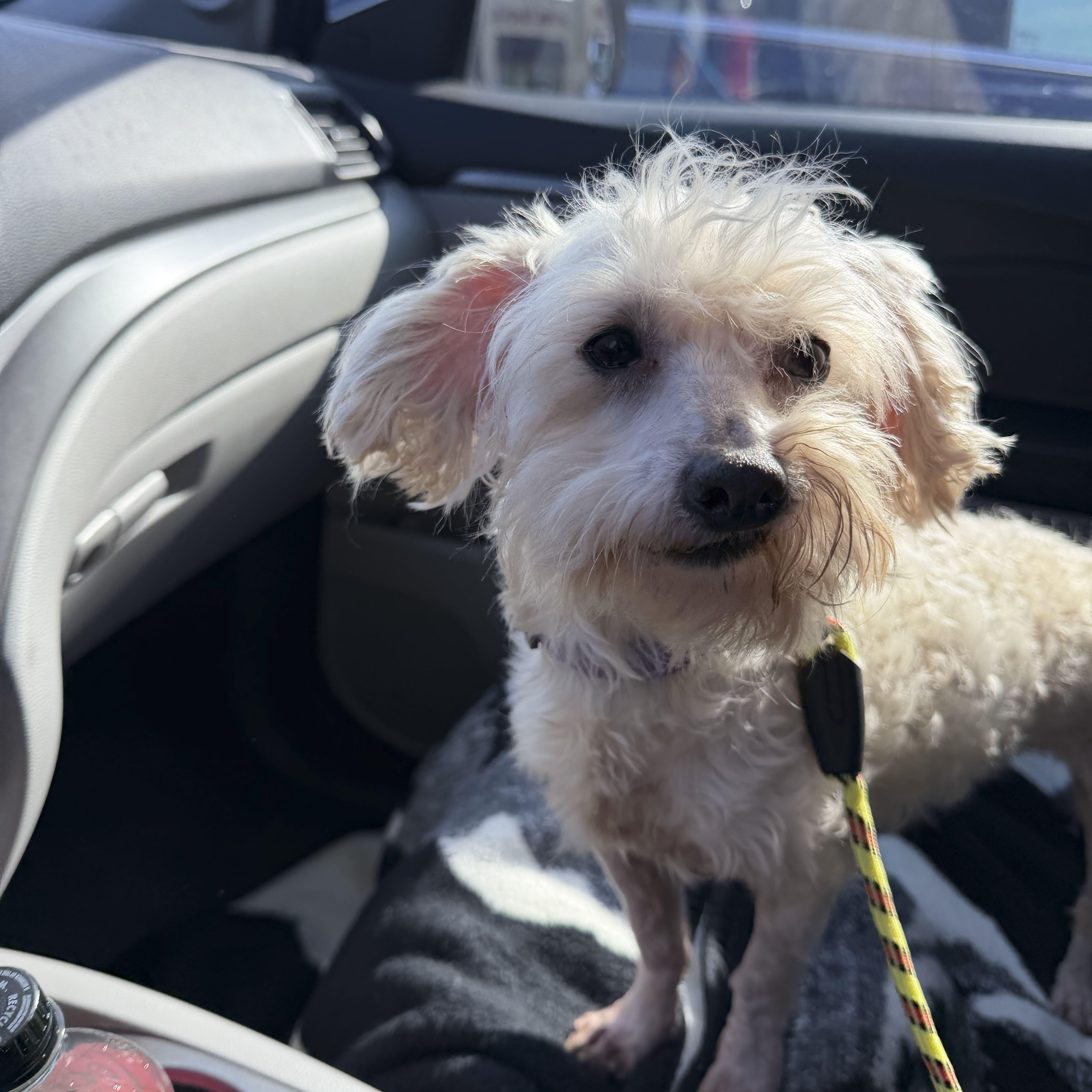 Enlarge Mikey, a Adopted mixed breed in Omaha, NE image 6/6