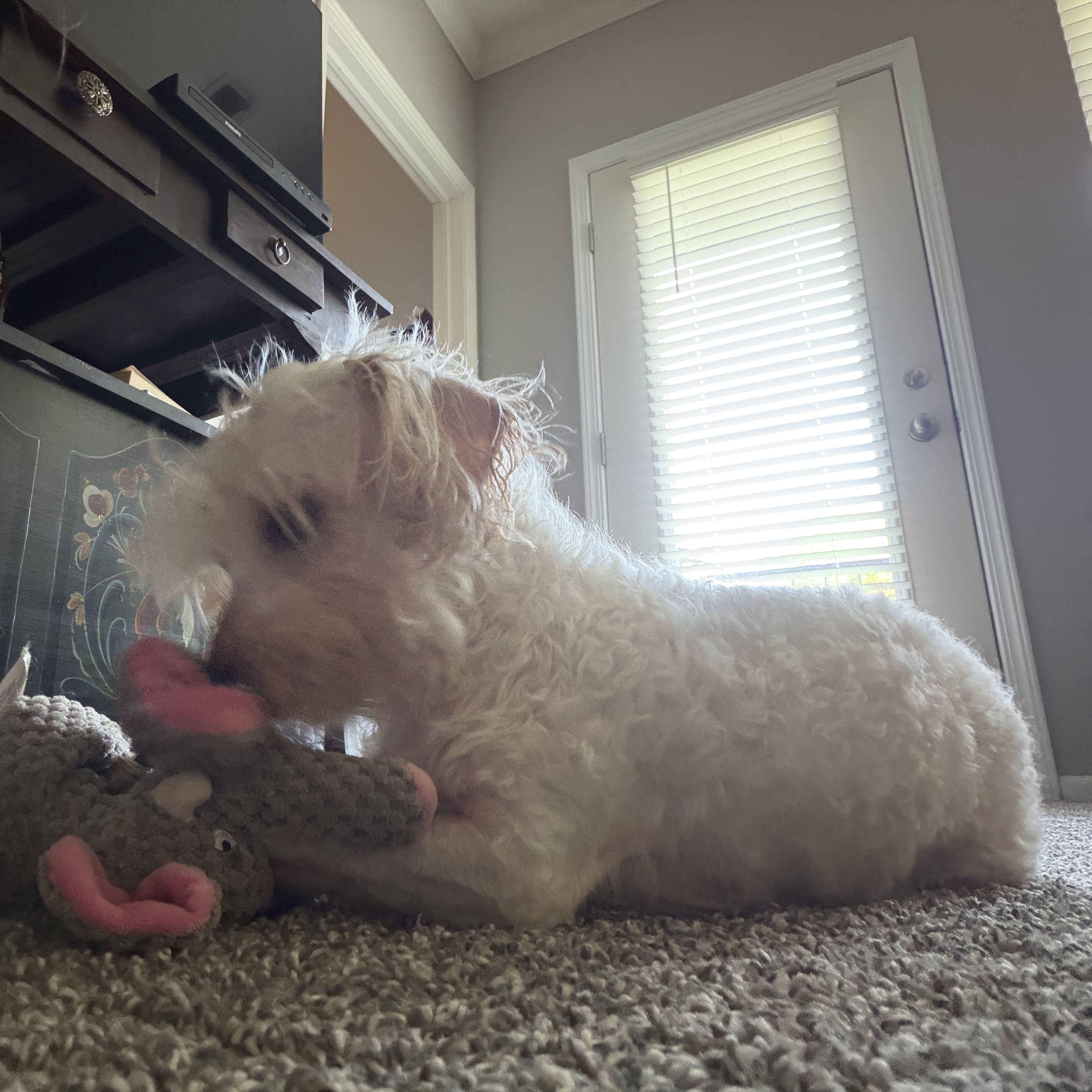 Enlarge Mikey, a Adopted mixed breed in Omaha, NE image 5/6