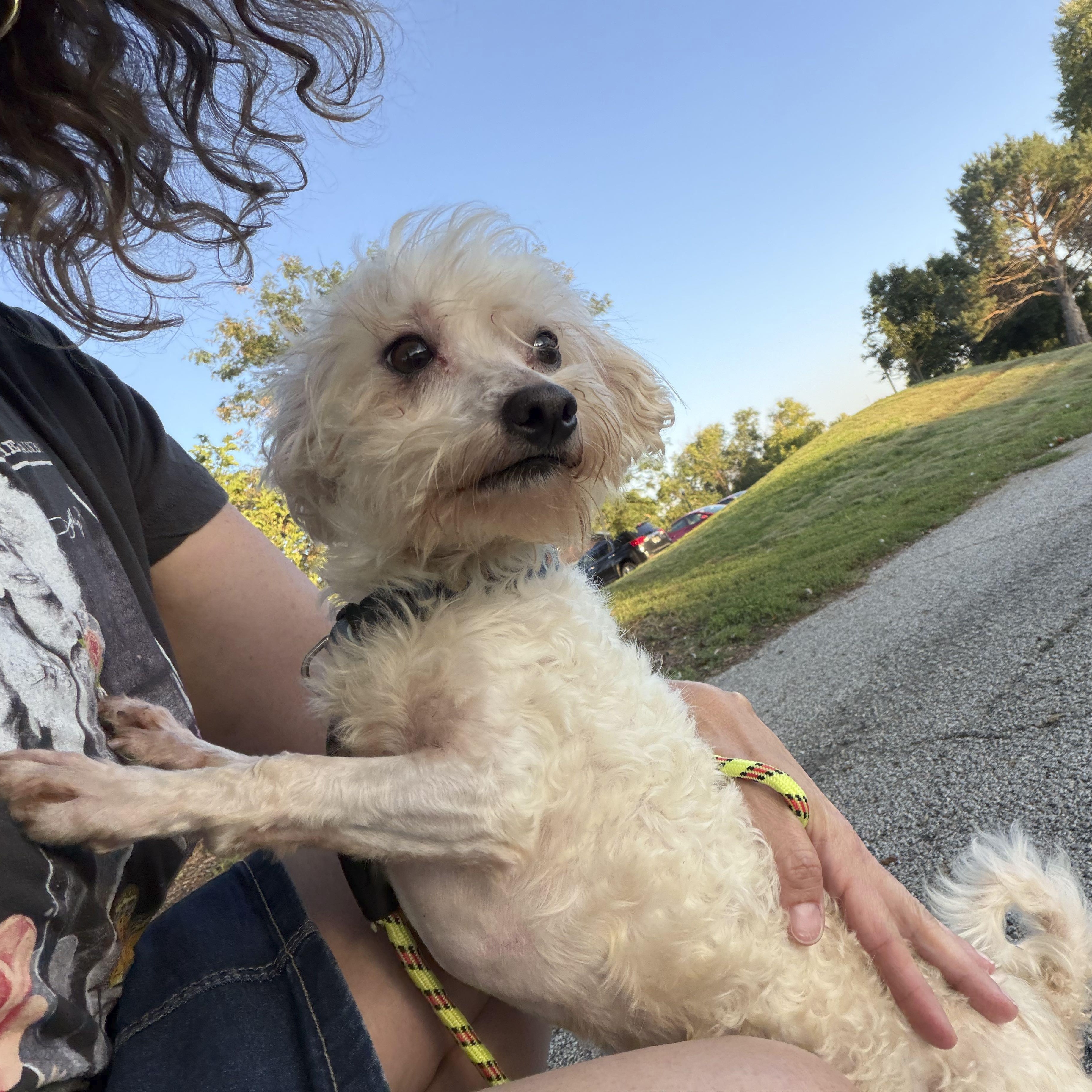 Enlarge Mikey, a Adopted mixed breed in Omaha, NE image 2/6