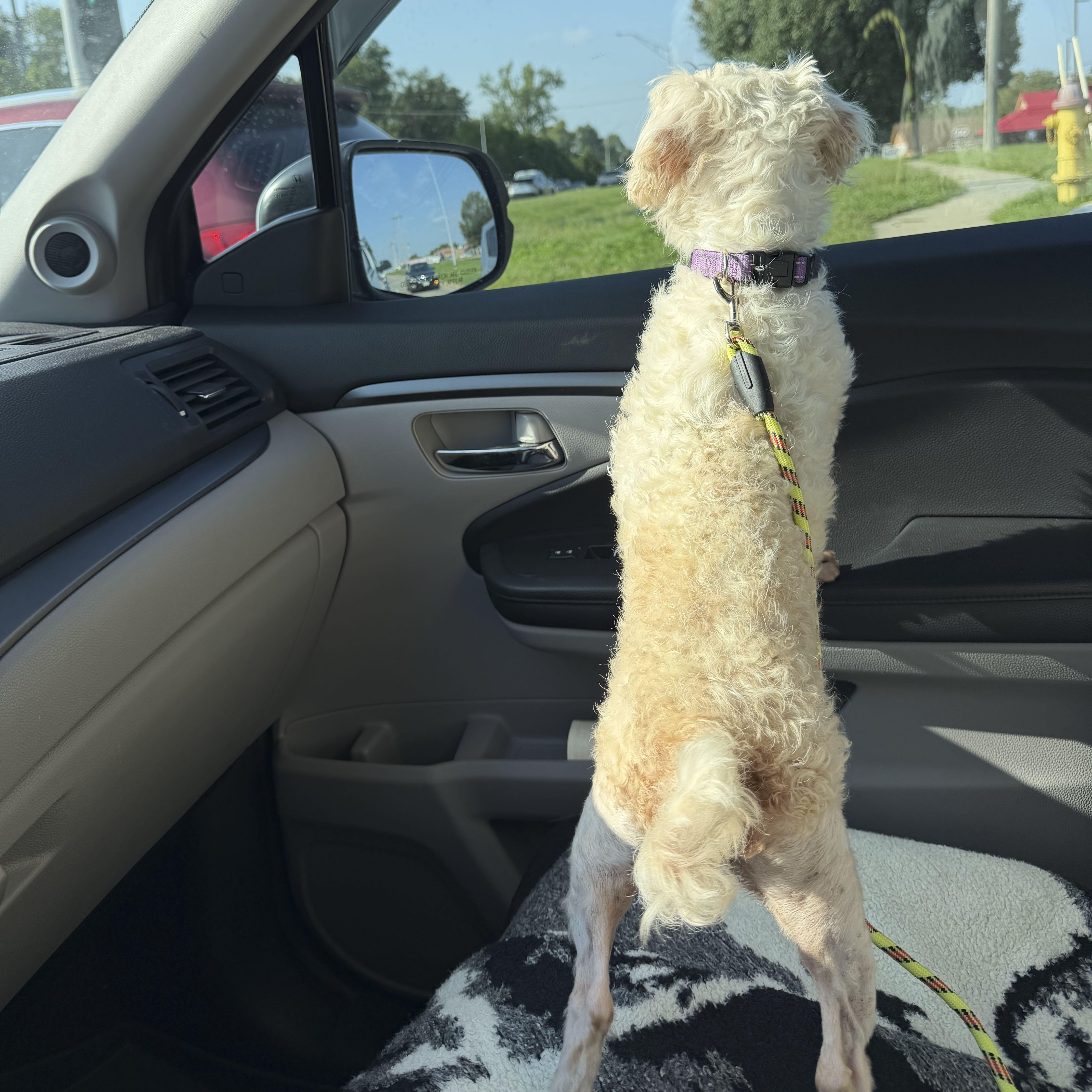 Enlarge Mikey, a Adopted mixed breed in Omaha, NE image 4/6