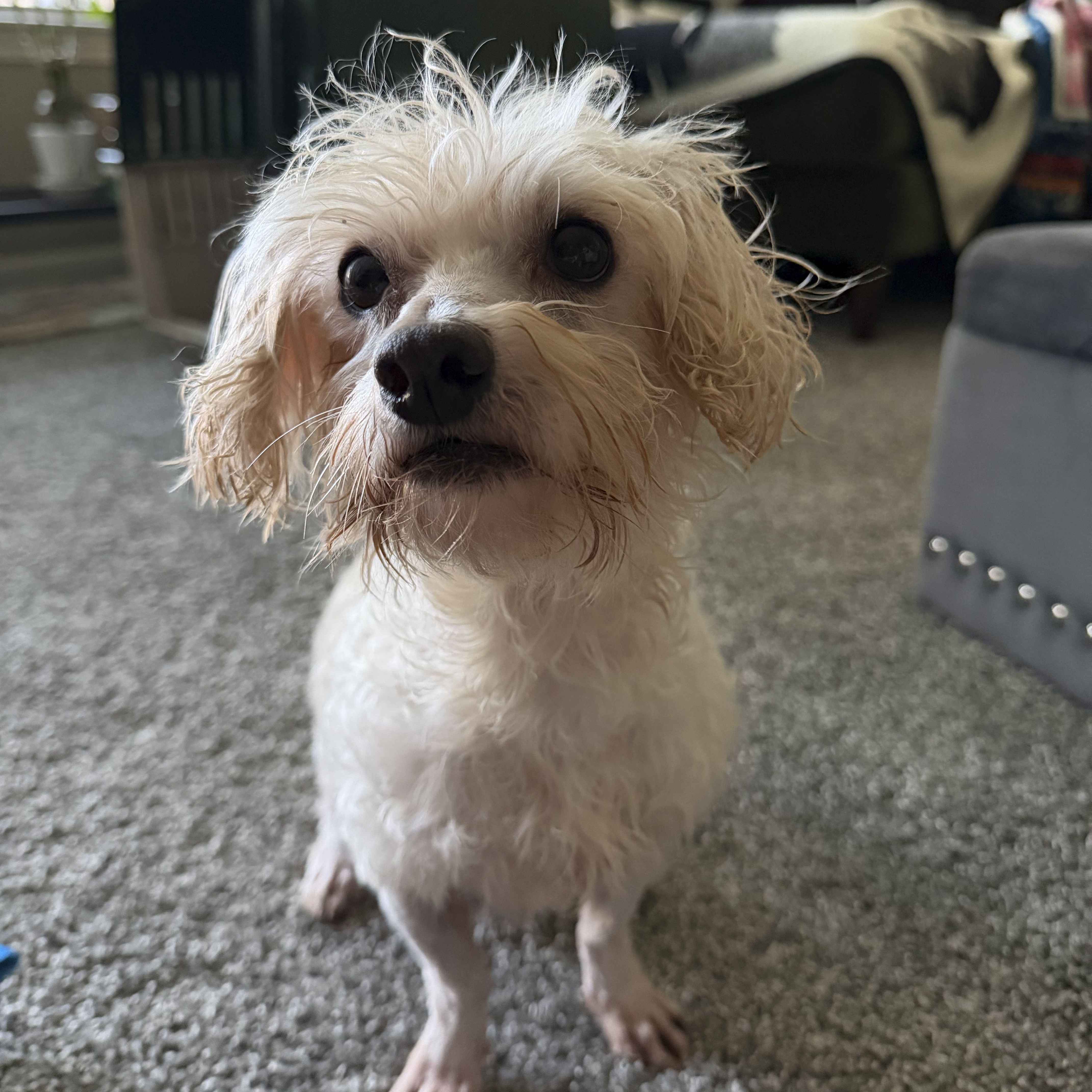 Enlarge Mikey, a Adopted mixed breed in Omaha, NE image 1/6