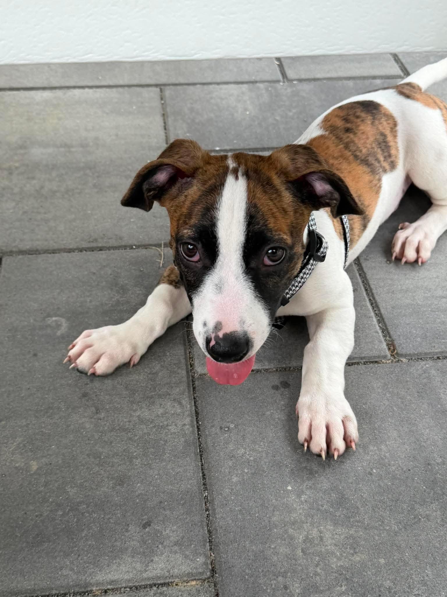 Wesley, adopted, Puppy Male Pit Bull Terrier.