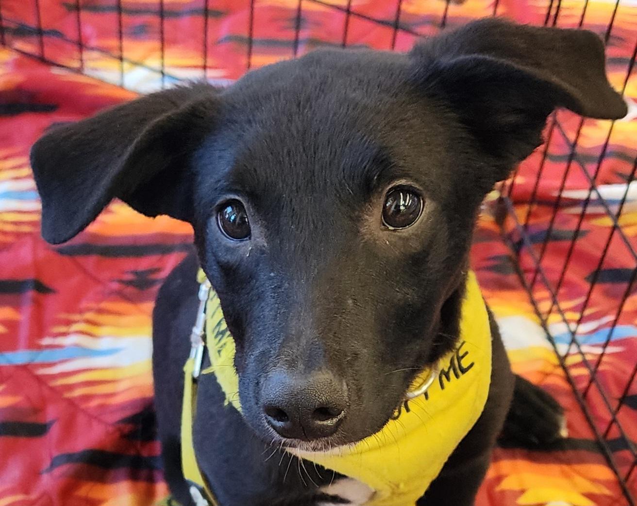 Enlarge Bert, a Adoptable mixed breed in Lafayette, CA image 2/4