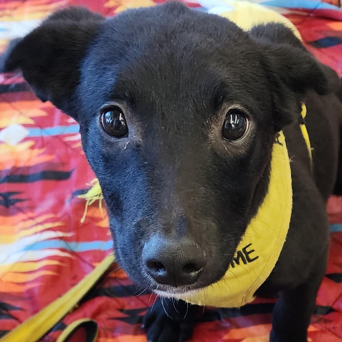 Bert, Adoptable, Puppy Male Border Collie.