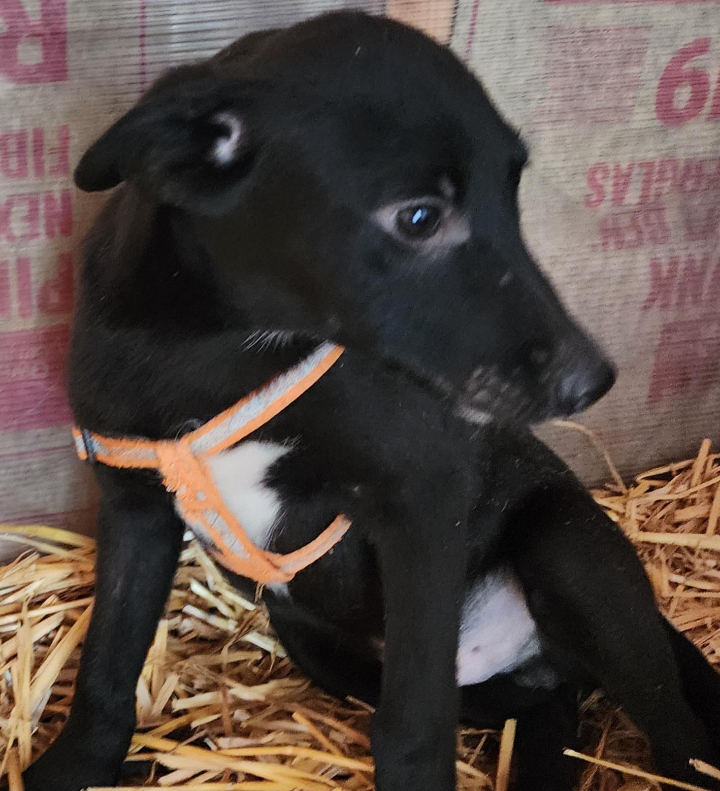 Enlarge Bert, a Adoptable mixed breed in Lafayette, CA image 4/4
