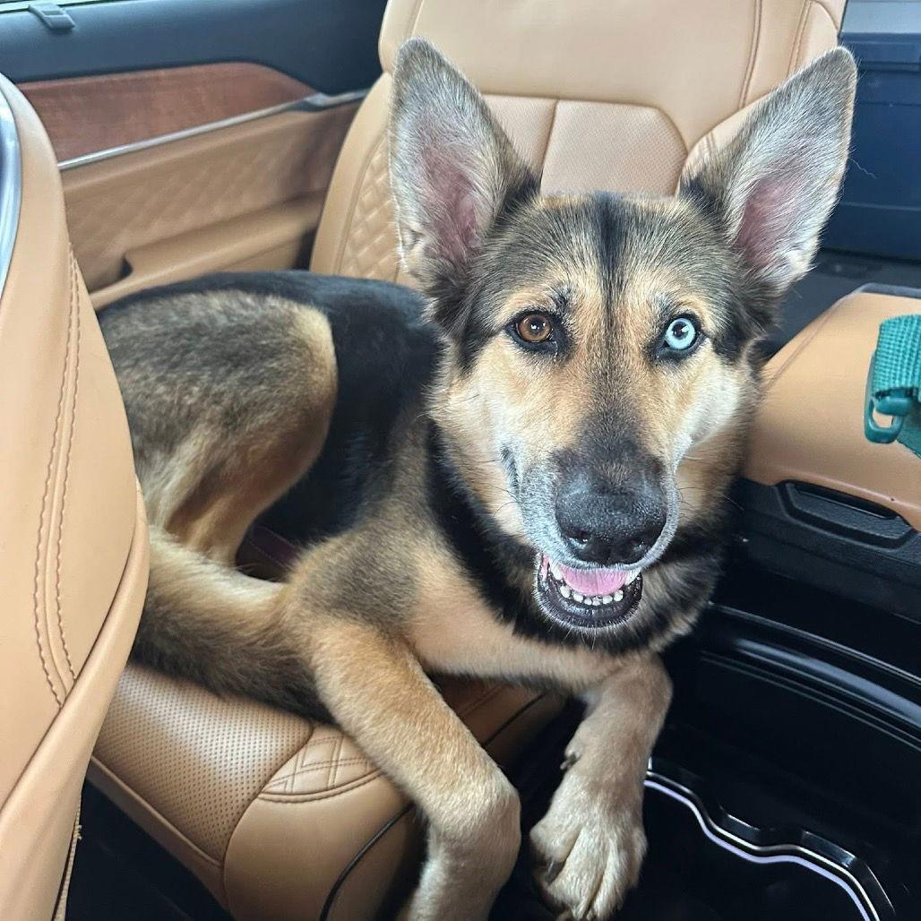 Enlarge Luna, a Adopted German Shepherd Dog in Palm Harbor, FL image 2/3