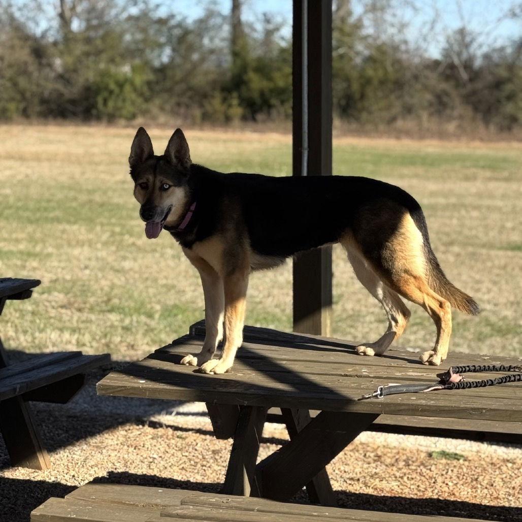 Enlarge Luna, a Adopted German Shepherd Dog in Palm Harbor, FL image 3/3