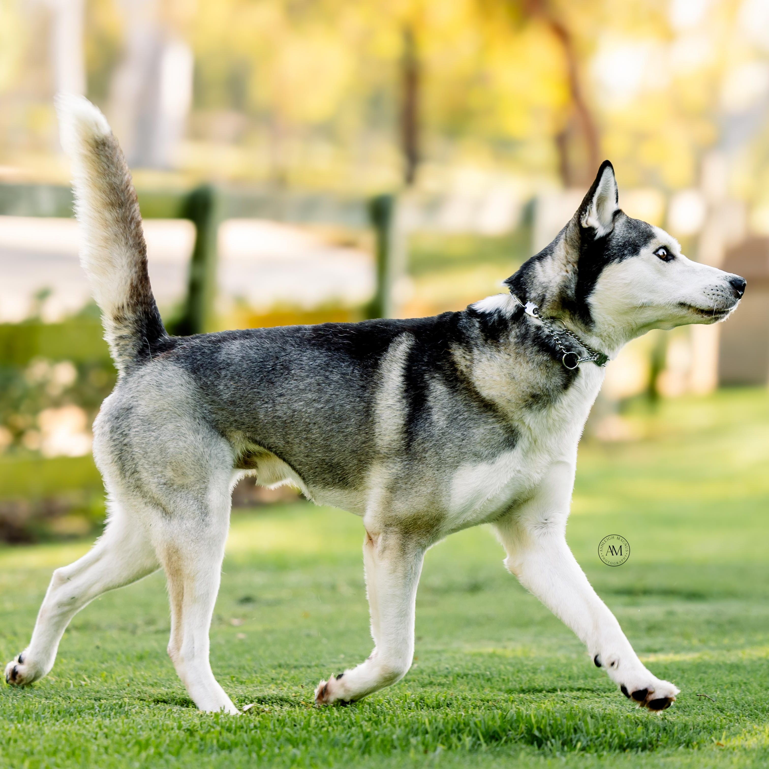 Enlarge Aspen, a ADOPTABLE Siberian Husky in Los Angeles, CA image 3/5