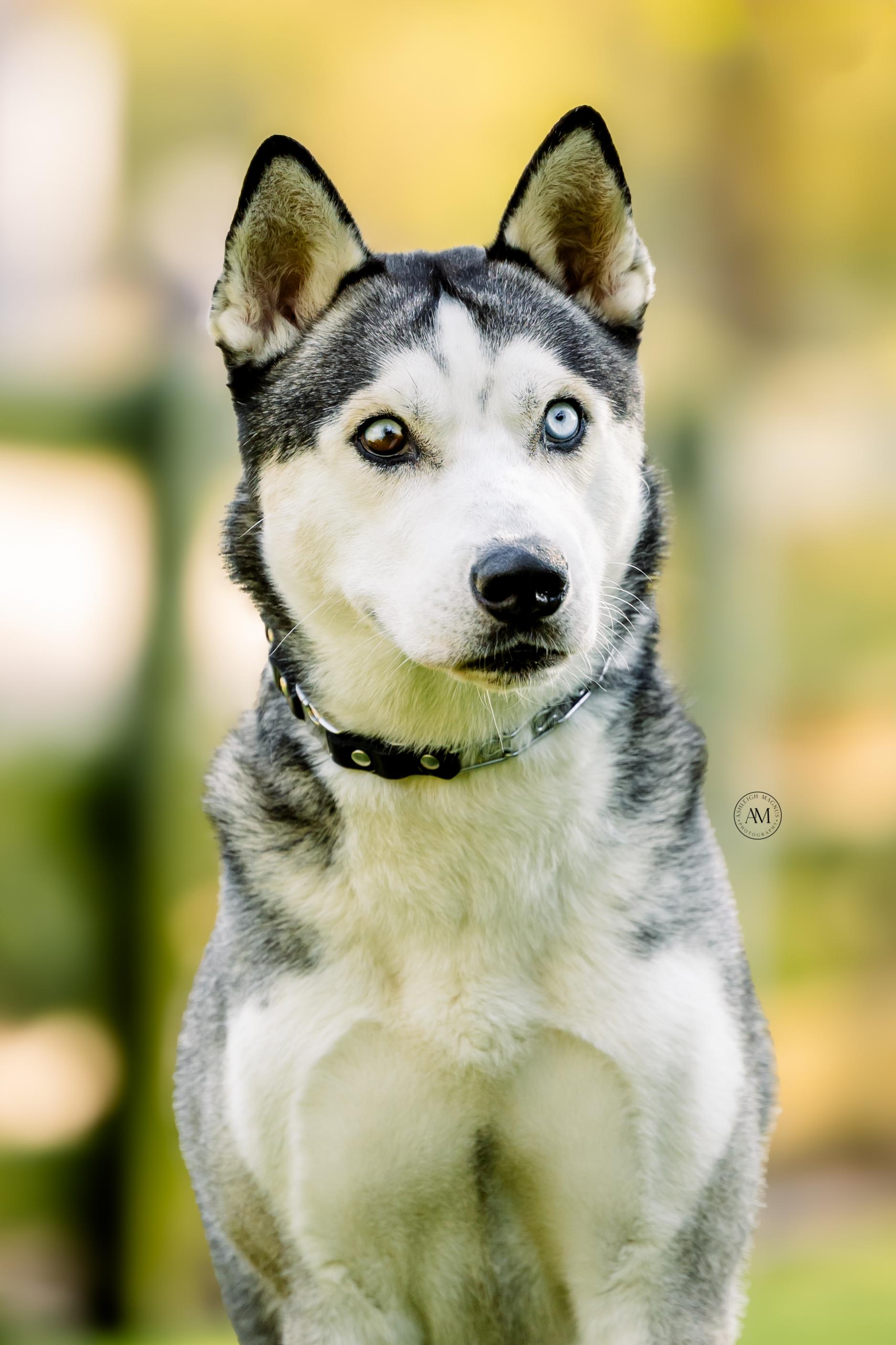 Enlarge Aspen, a ADOPTABLE Siberian Husky in Los Angeles, CA image 4/5