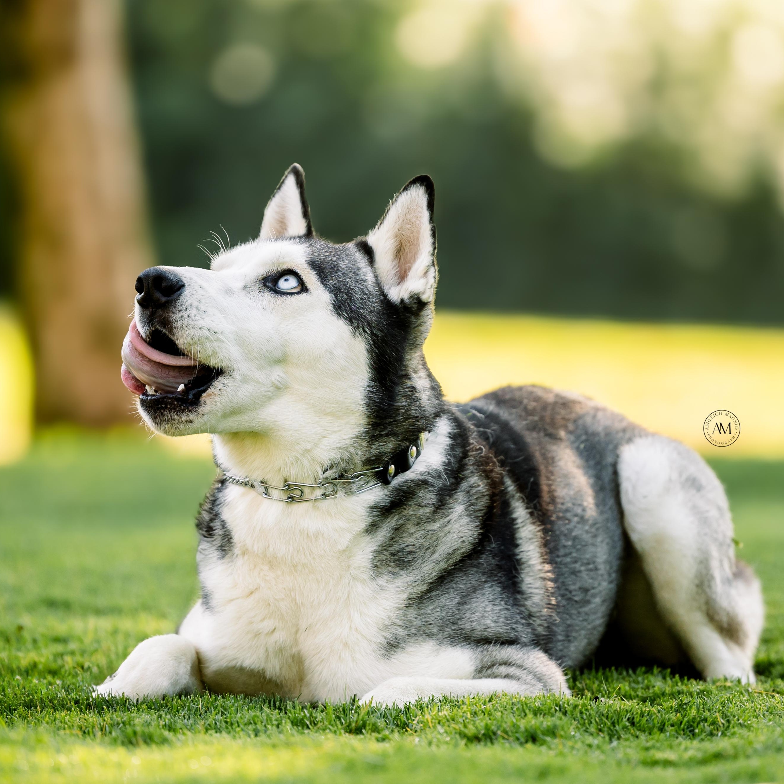 Enlarge Aspen, a ADOPTABLE Siberian Husky in Los Angeles, CA image 5/5