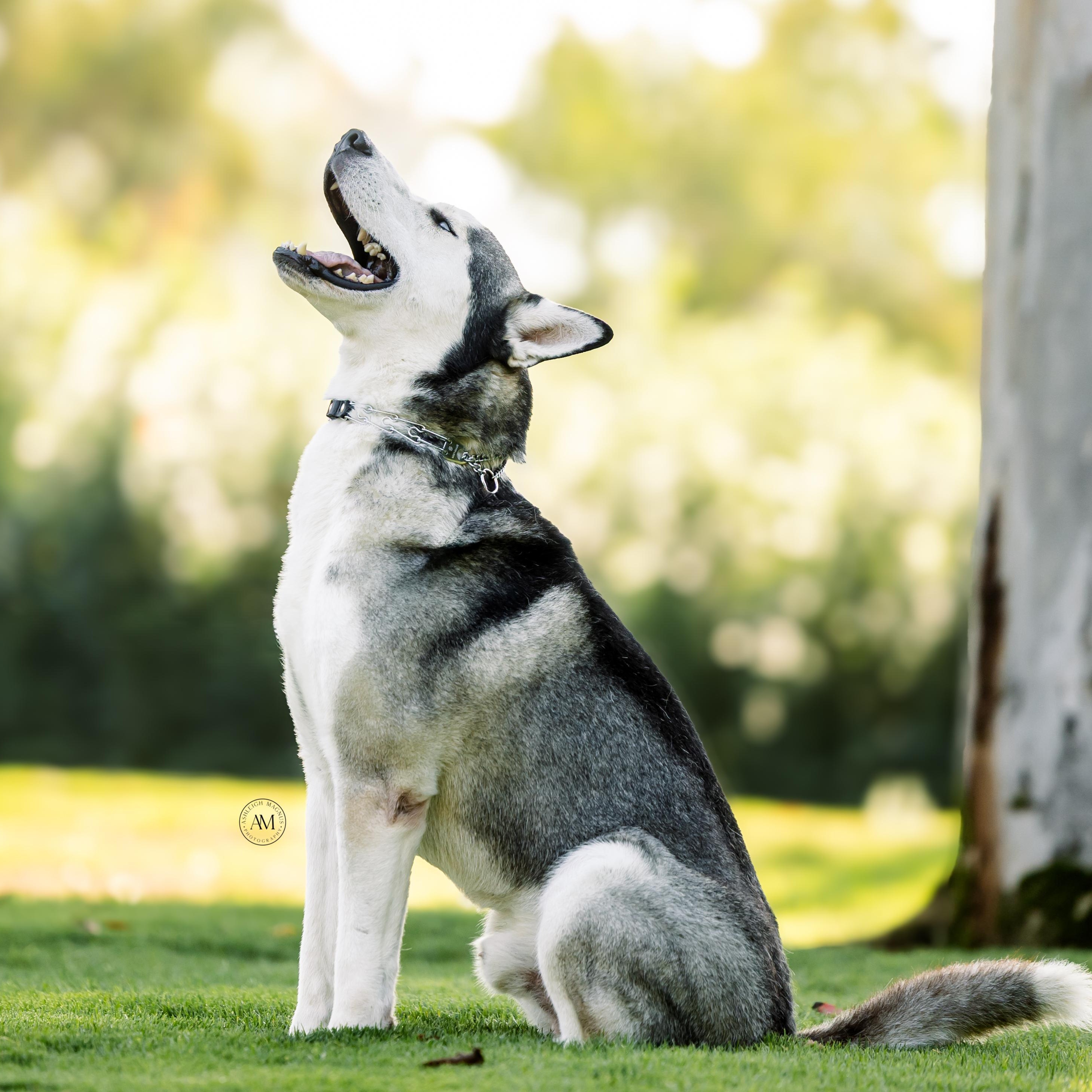 Enlarge Aspen, a ADOPTABLE Siberian Husky in Los Angeles, CA image 2/5