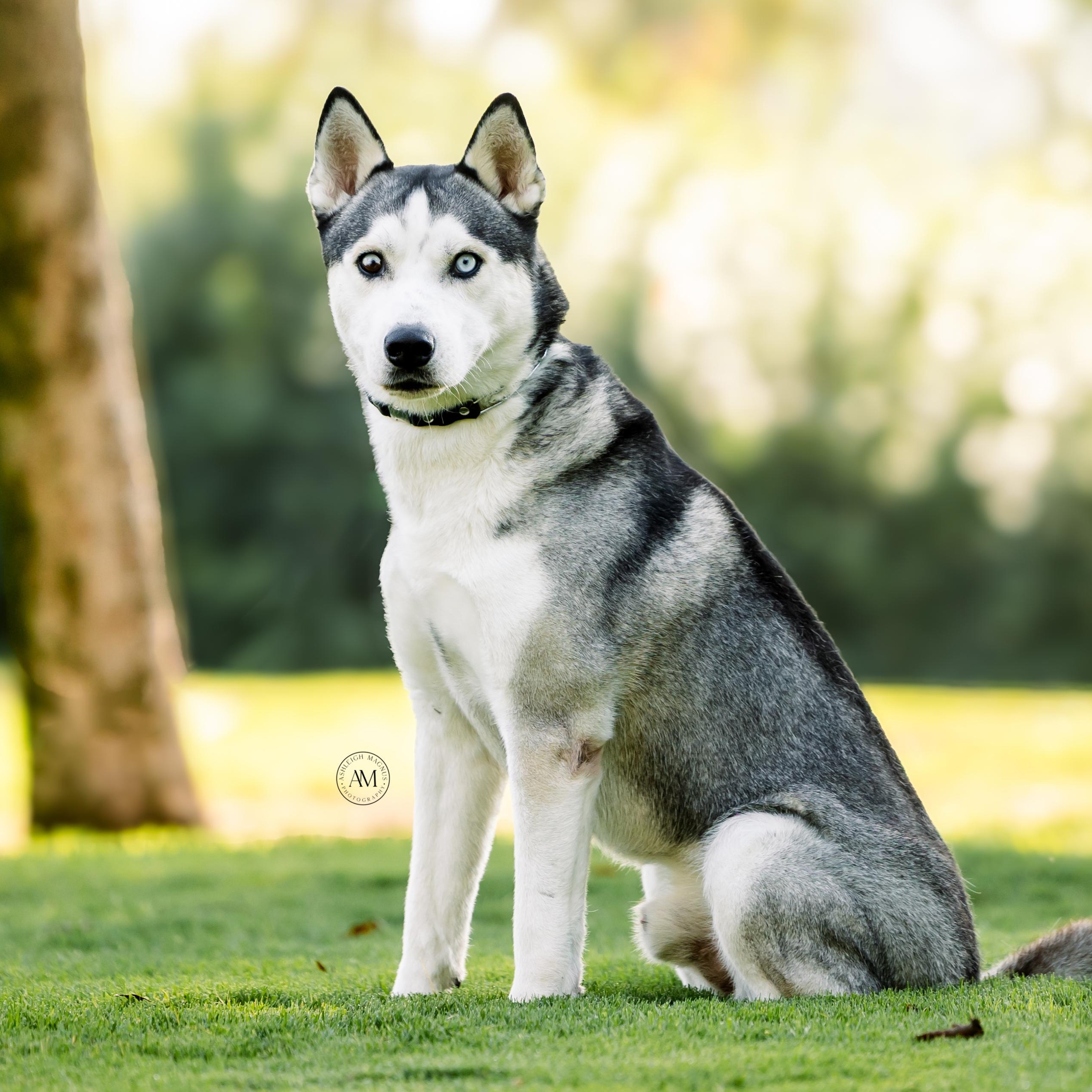 Aspen, ADOPTABLE, Young Male Siberian Husky.