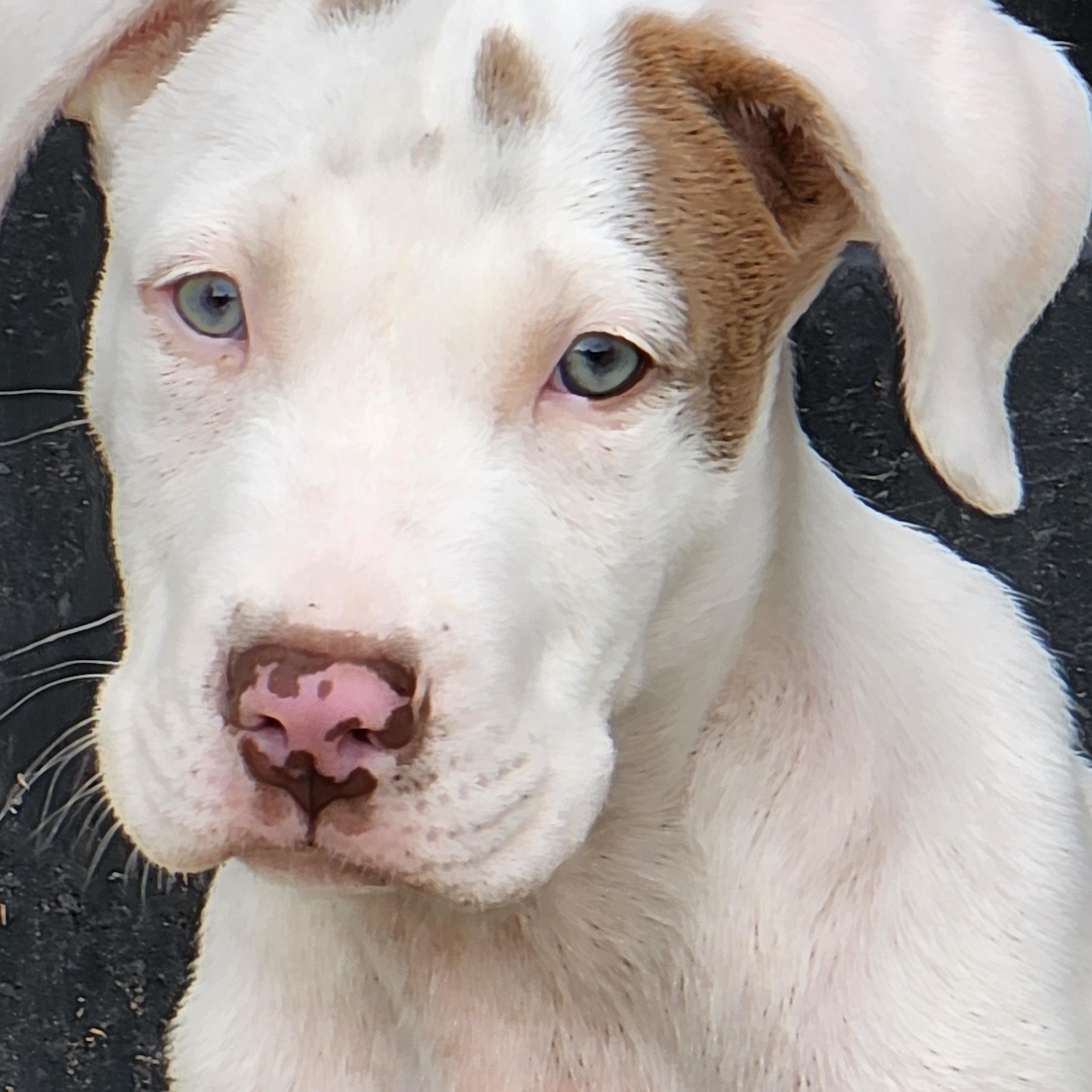 Draco, adopted, Puppy Male Pit Bull Terrier.