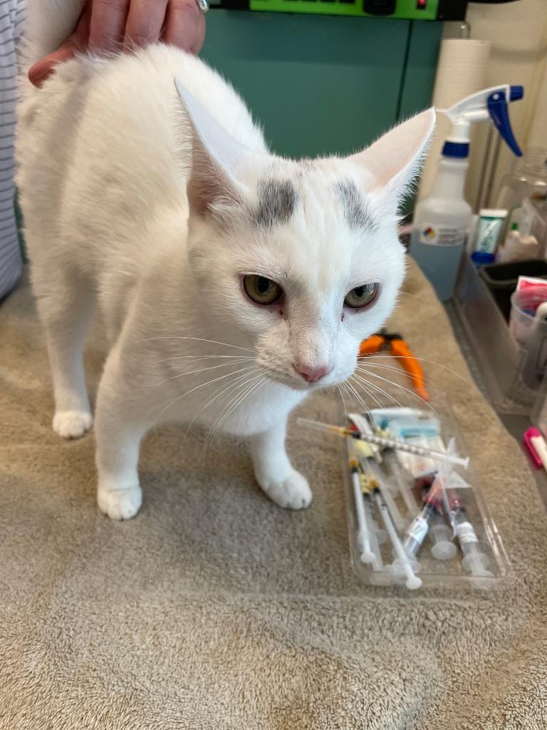 Eden, Adoptable, Kitten Female Domestic Short Hair.