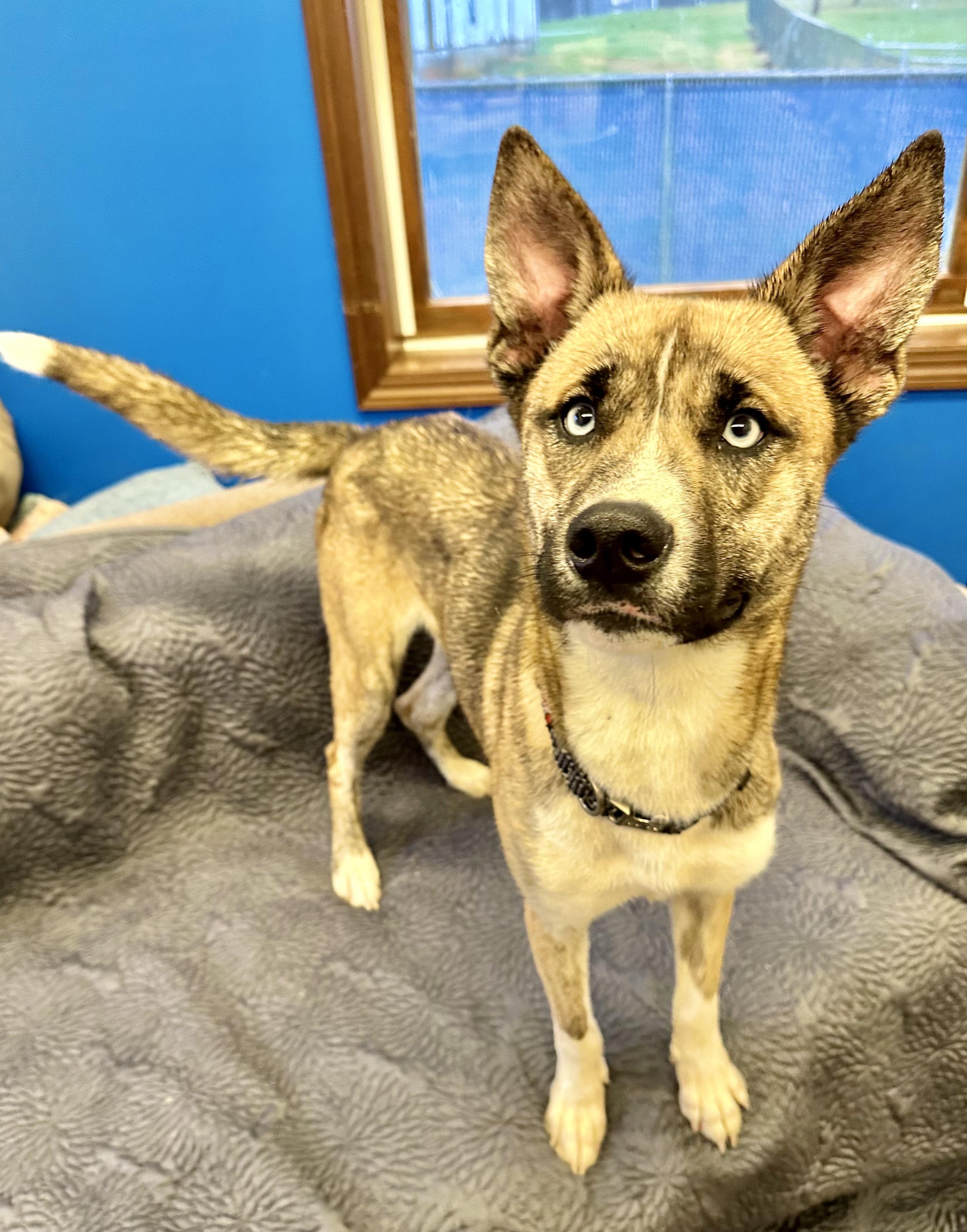 Korben, Adoptable, Adult Male Australian Kelpie & Husky.