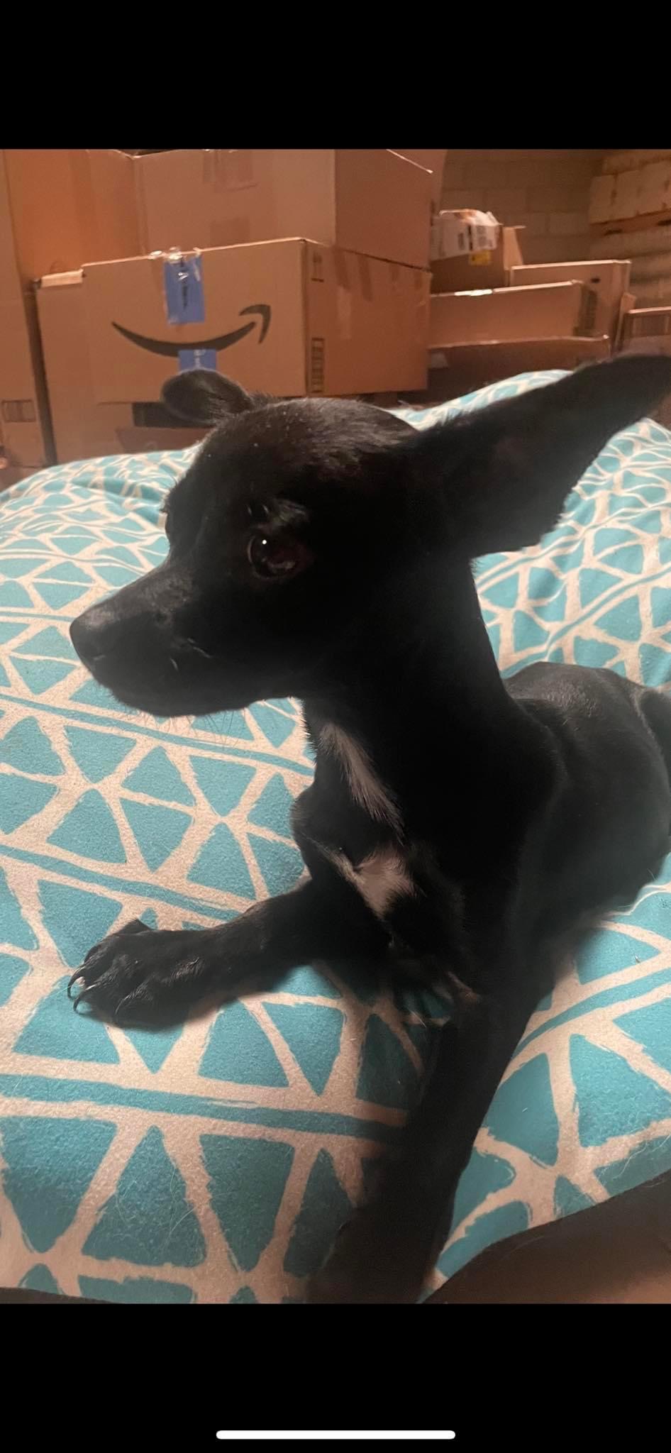 Enlarge Black Jack, a Adoptable mixed breed in Fresno, CA image 1/1