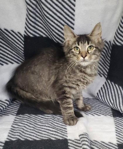 Enlarge 7095 (Waffle), a Adoptable Domestic Long Hair in Lake City, MI image 1/1
