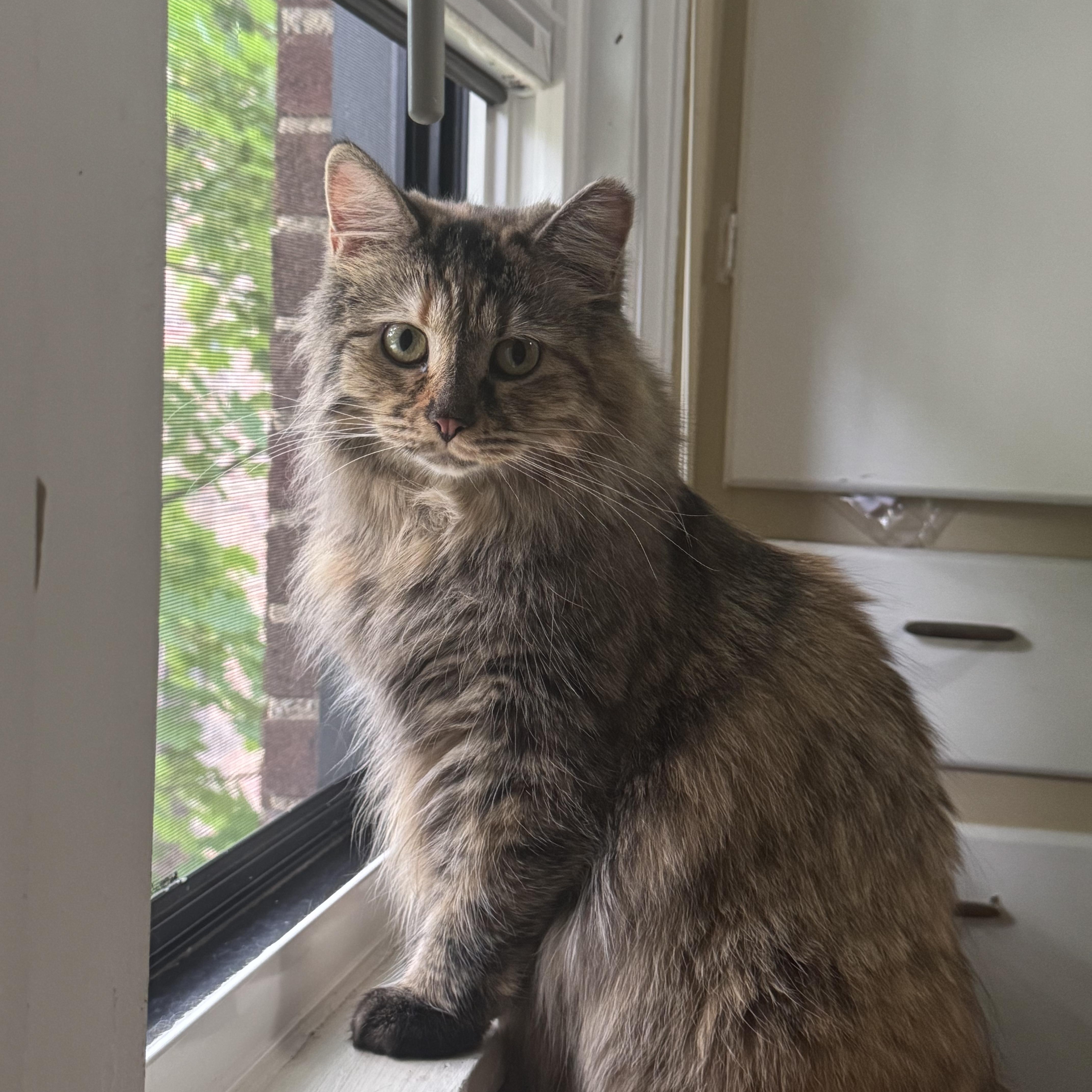 Enlarge Pumpkin & Stu (Bonded Pair), a Adoptable mixed breed in Shaker Heights, OH image 4/6