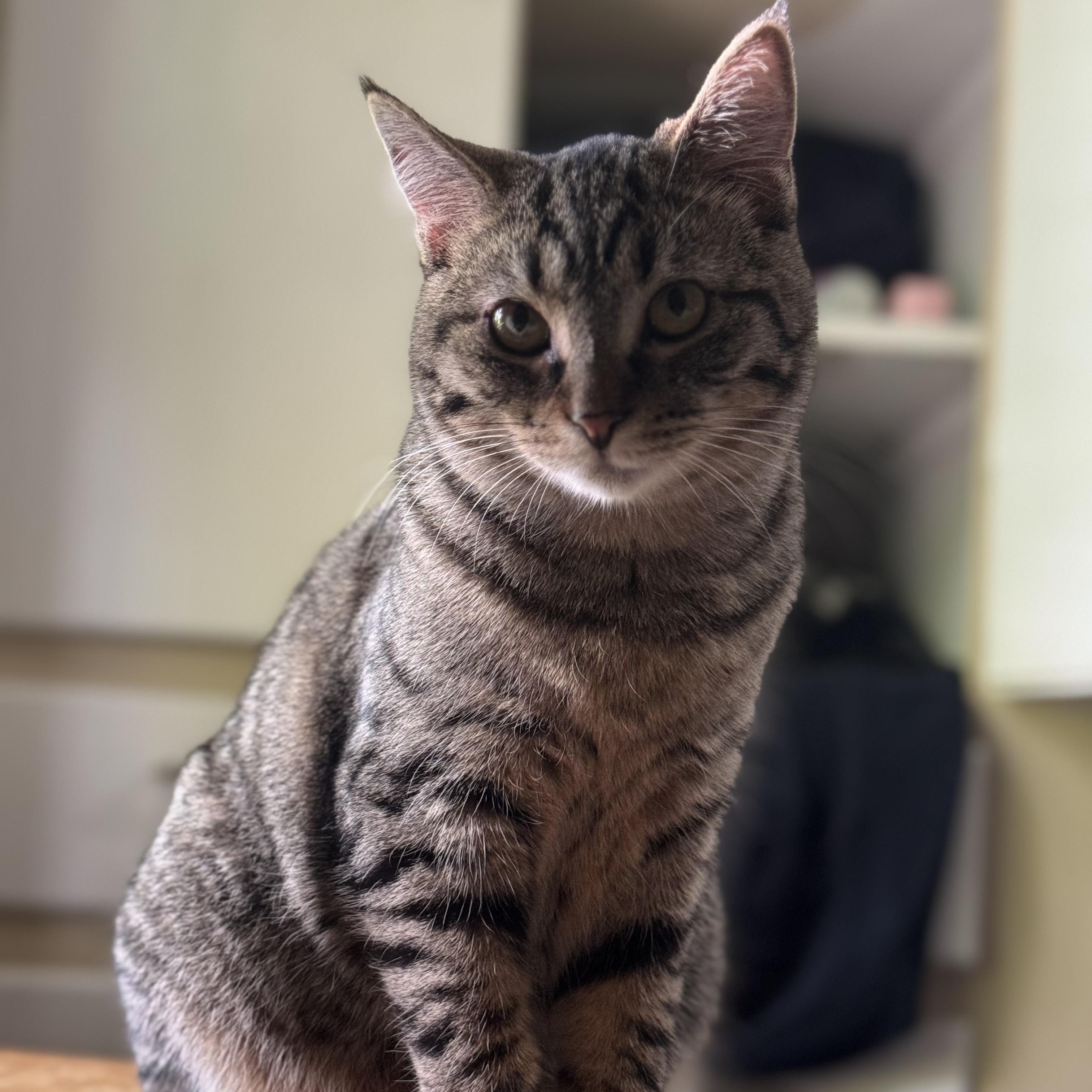 Enlarge Pumpkin & Stu (Bonded Pair), a Adoptable mixed breed in Shaker Heights, OH image 5/6
