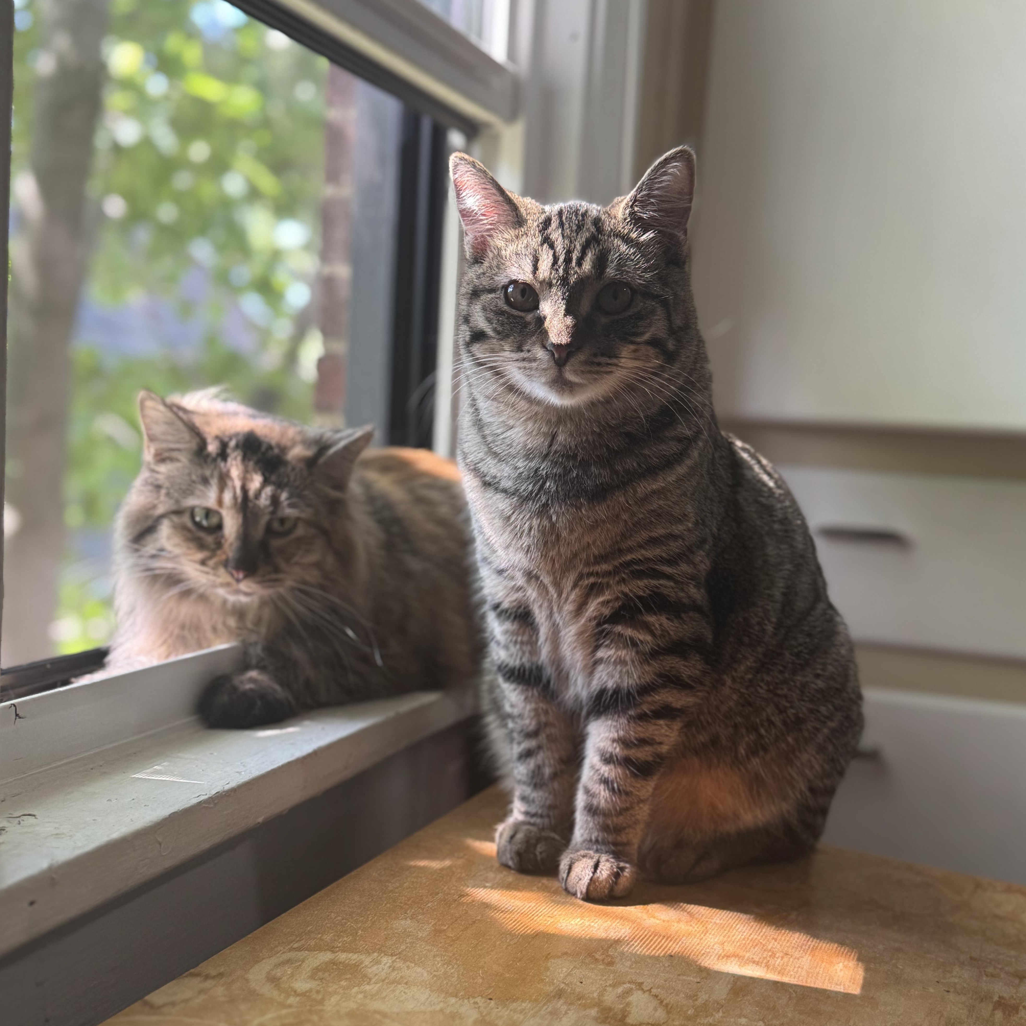 Enlarge Pumpkin & Stu (Bonded Pair), a Adoptable mixed breed in Shaker Heights, OH image 1/6