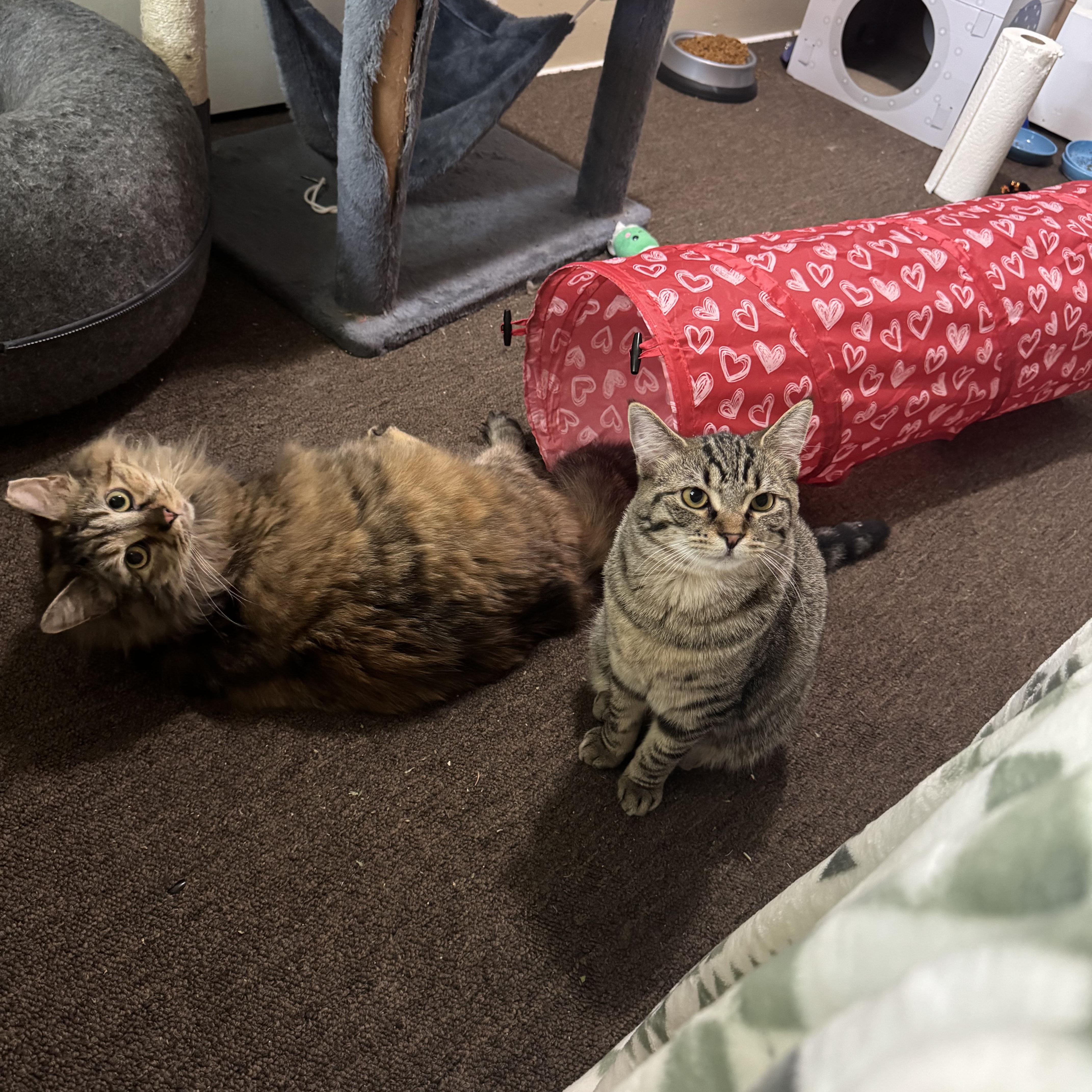 Enlarge Pumpkin & Stu (Bonded Pair), a Adoptable mixed breed in Shaker Heights, OH image 2/6