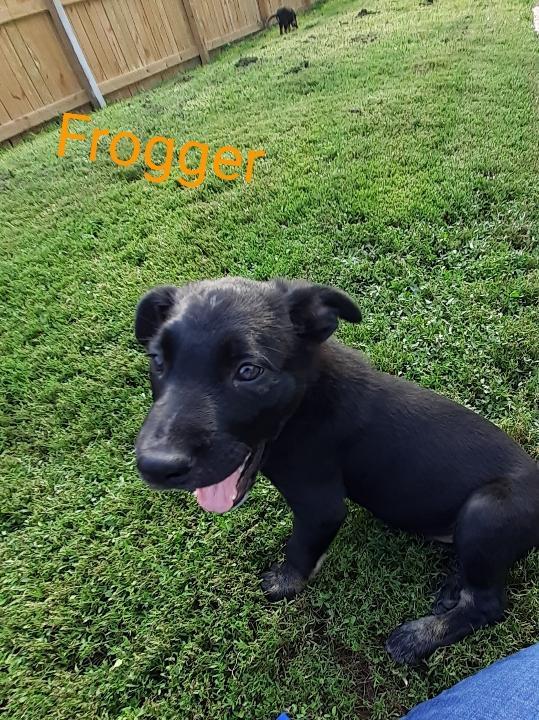 Frogger