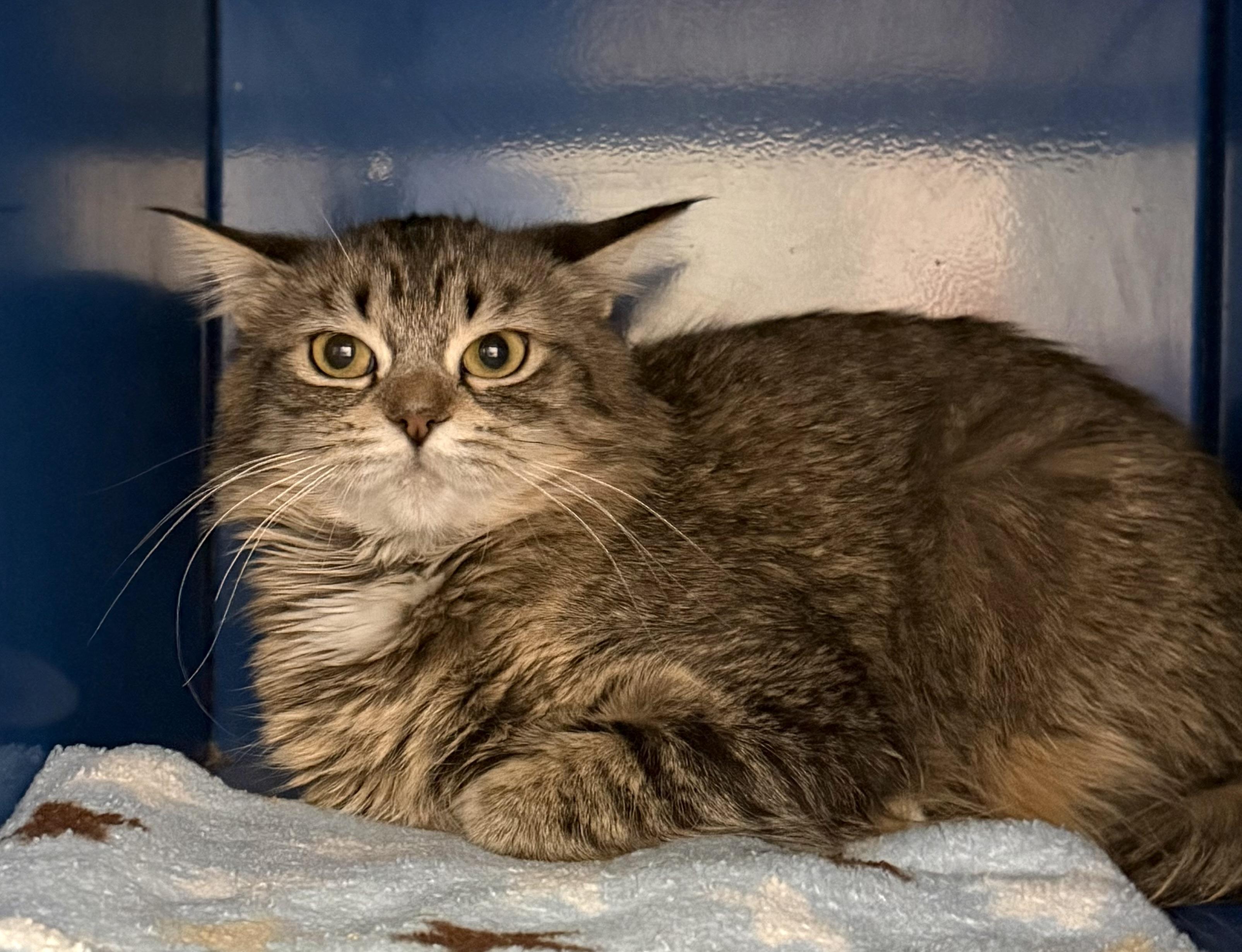 Enlarge Nona, a ADOPTABLE Domestic Short Hair in Sault Sainte Marie, MI image 3/3