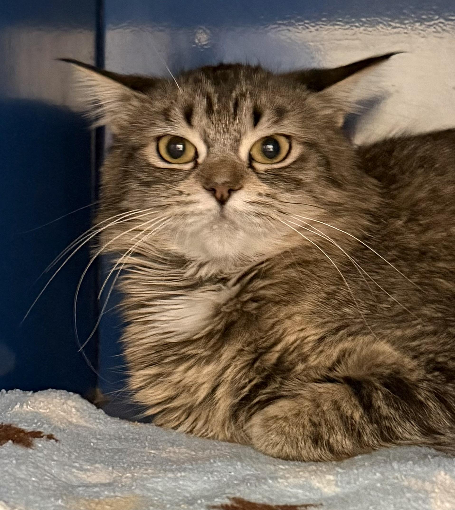 Enlarge Nona, a ADOPTABLE Domestic Short Hair in Sault Sainte Marie, MI image 1/3