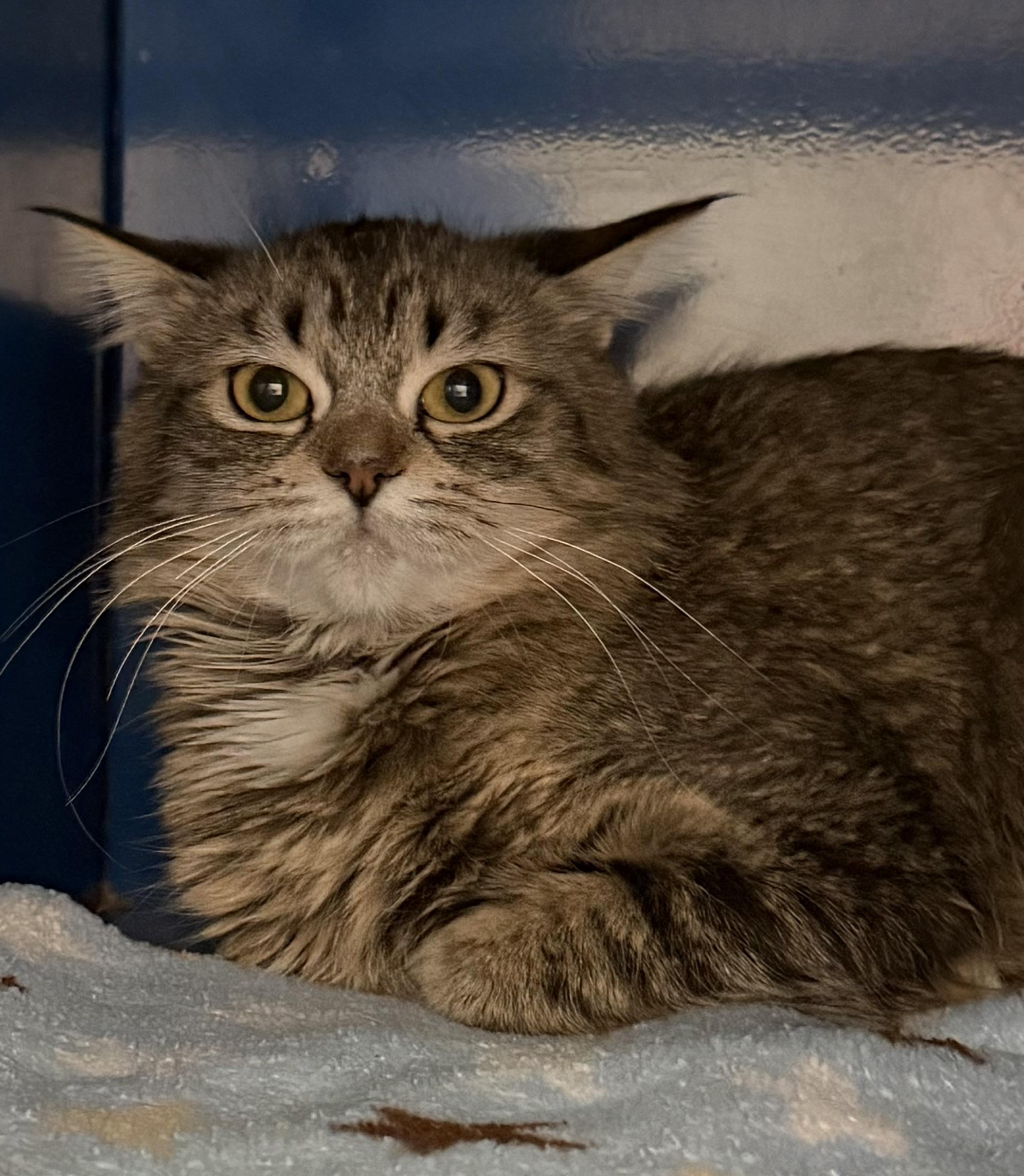 Enlarge Nona, a ADOPTABLE Domestic Short Hair in Sault Sainte Marie, MI image 2/3