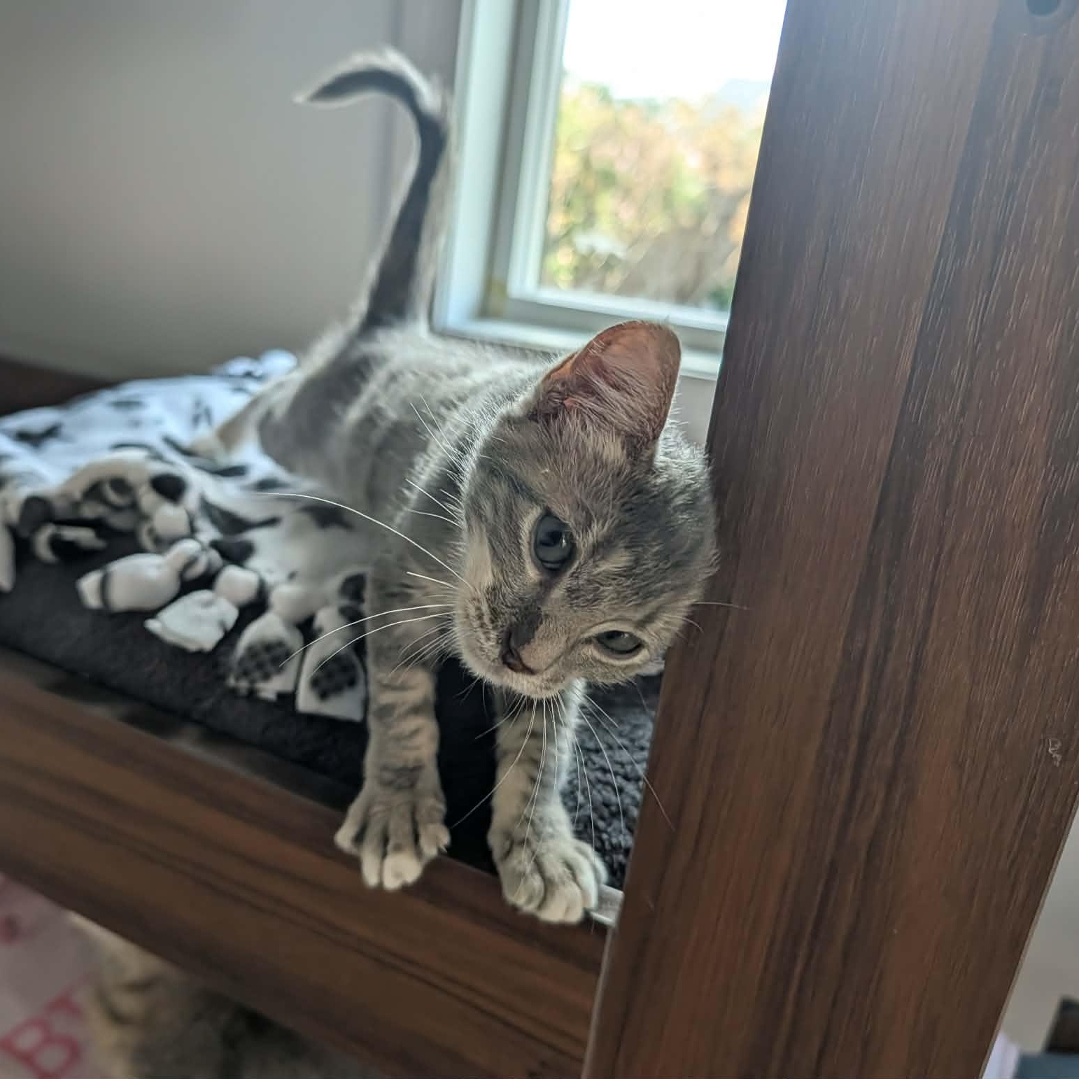 Enlarge Goldie, a Adoptable Domestic Short Hair in Chandler, AZ image 2/2