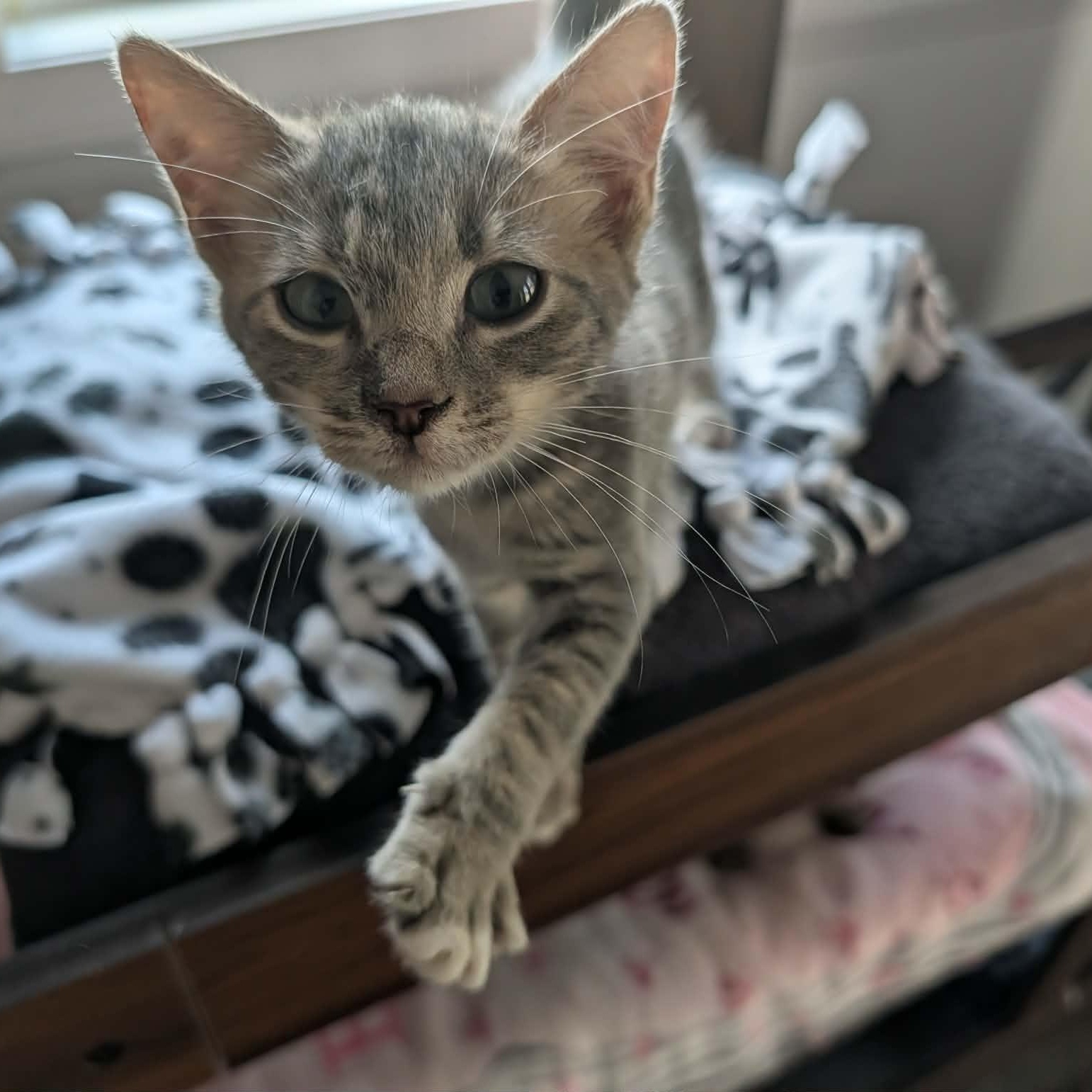 Goldie, Adoptable, Kitten Female Domestic Short Hair.