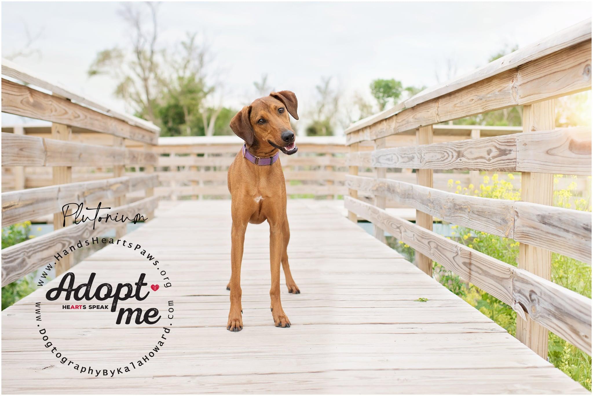 Plutonium, a Adoptable mixed breed in Omaha, NE image 1/6