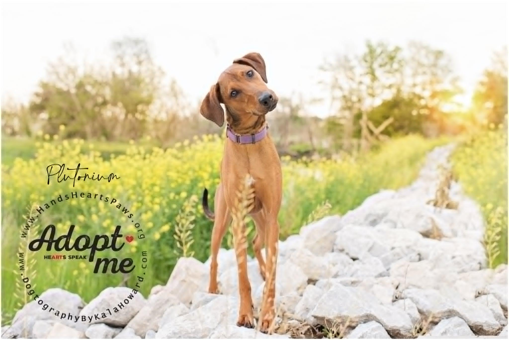 Plutonium, a Adoptable mixed breed in Omaha, NE image 5/6